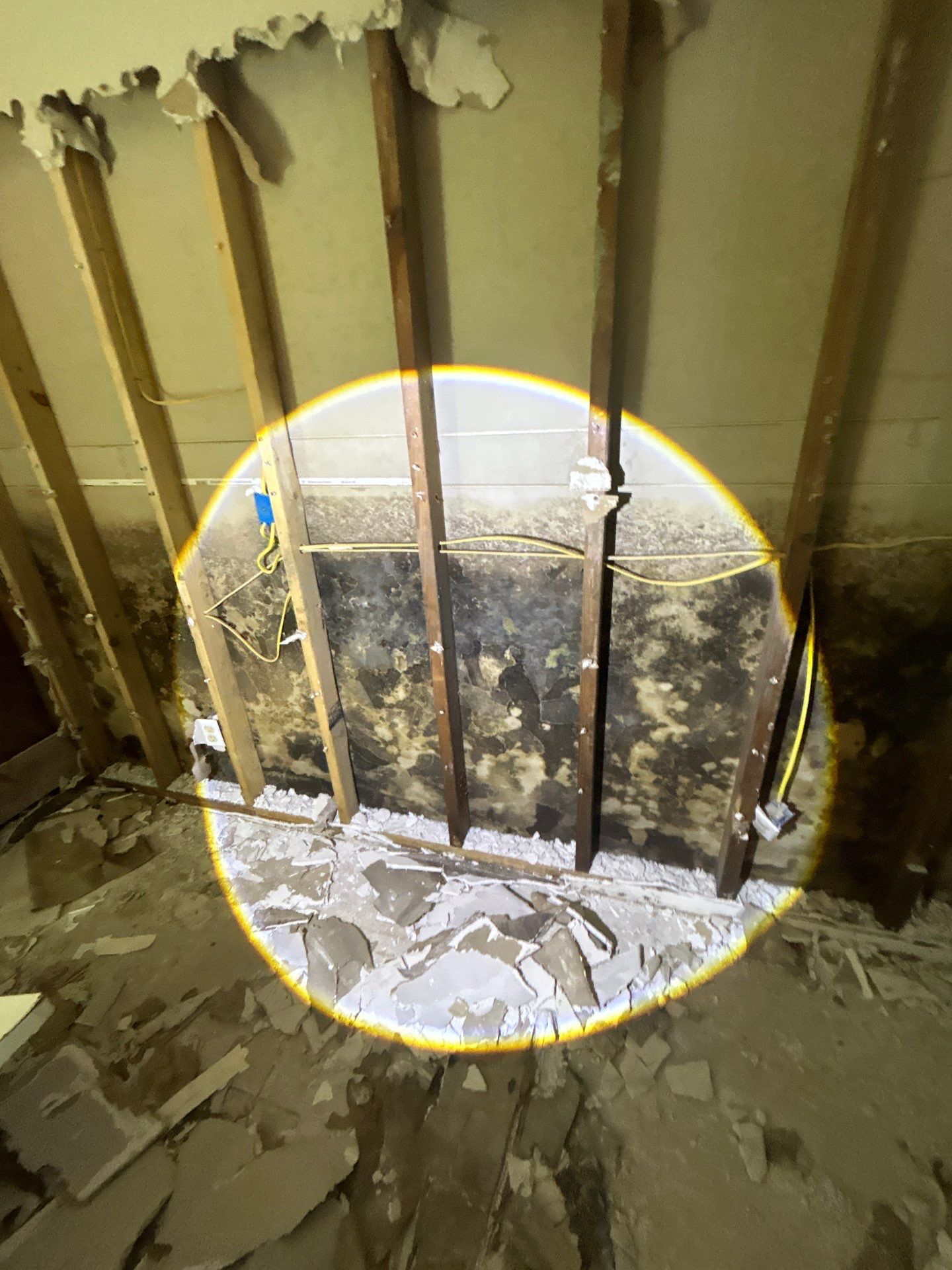 Mold Removal And Remediation In Saint Petersburg  by Ampm Restoration Services 