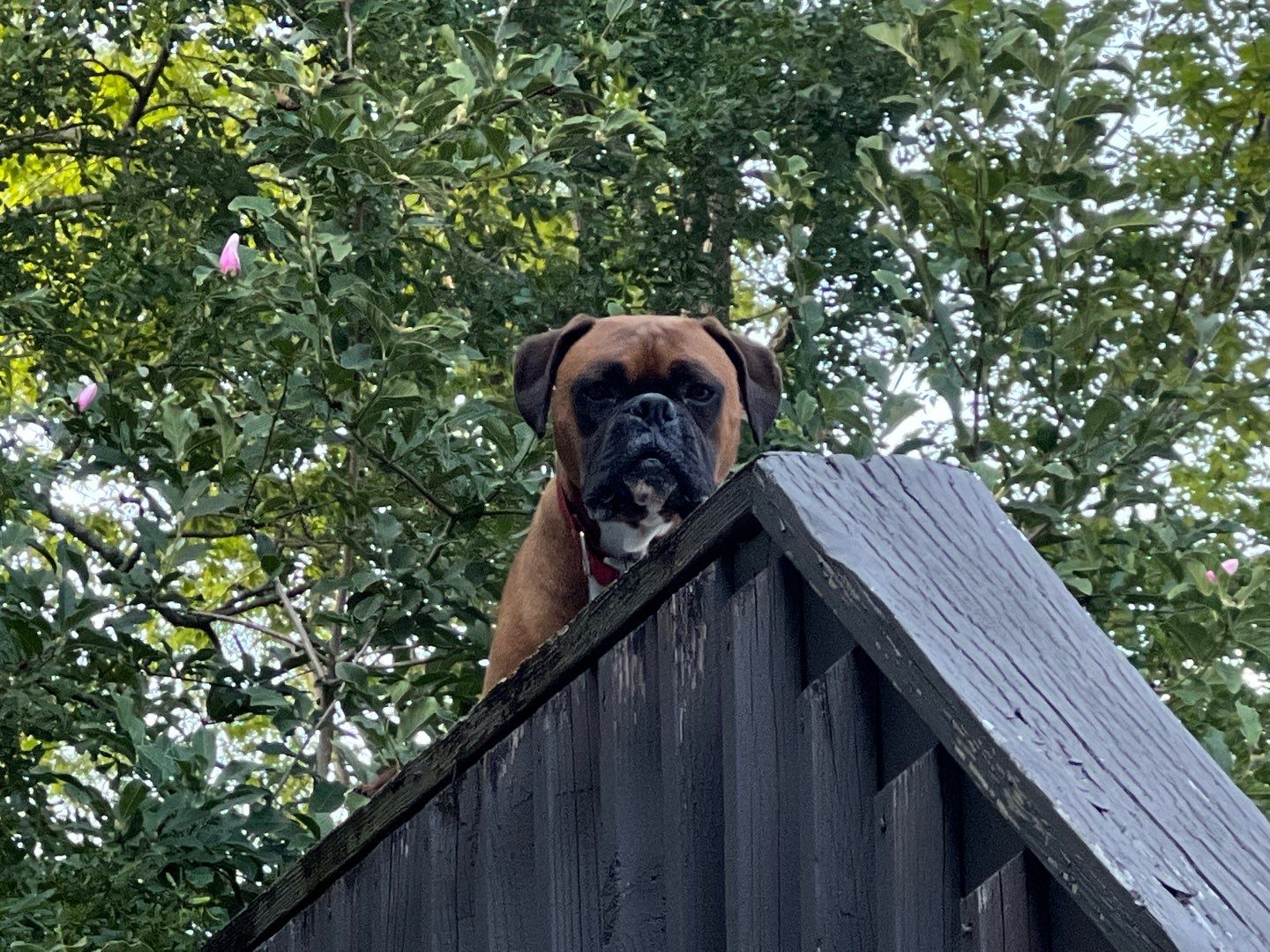 Melrose - Fence by Pillar and Pine