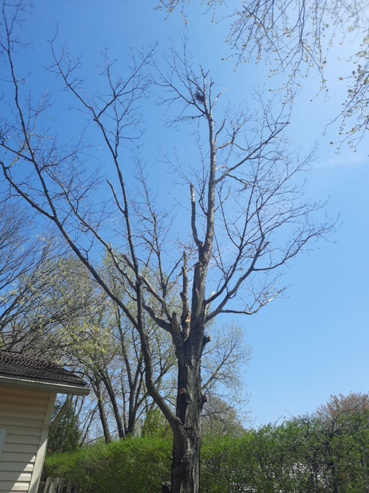 Tree Removal using Tree Removal by Mike Jones & Sons Tree Service LLC 