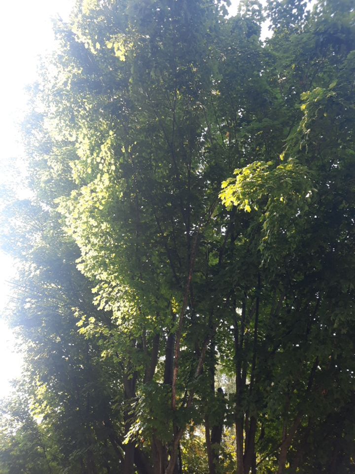 Tree Trimming using Tree Pruing by Mike Jones & Sons Tree Service LLC 