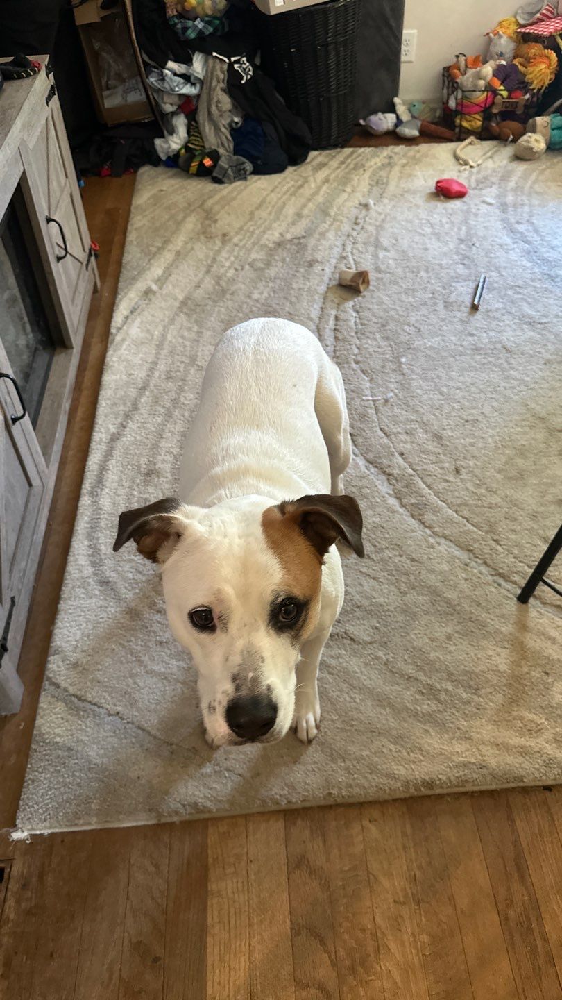 Tub to Shower Replacement in Springfield, MA by Yankee Home Improvement