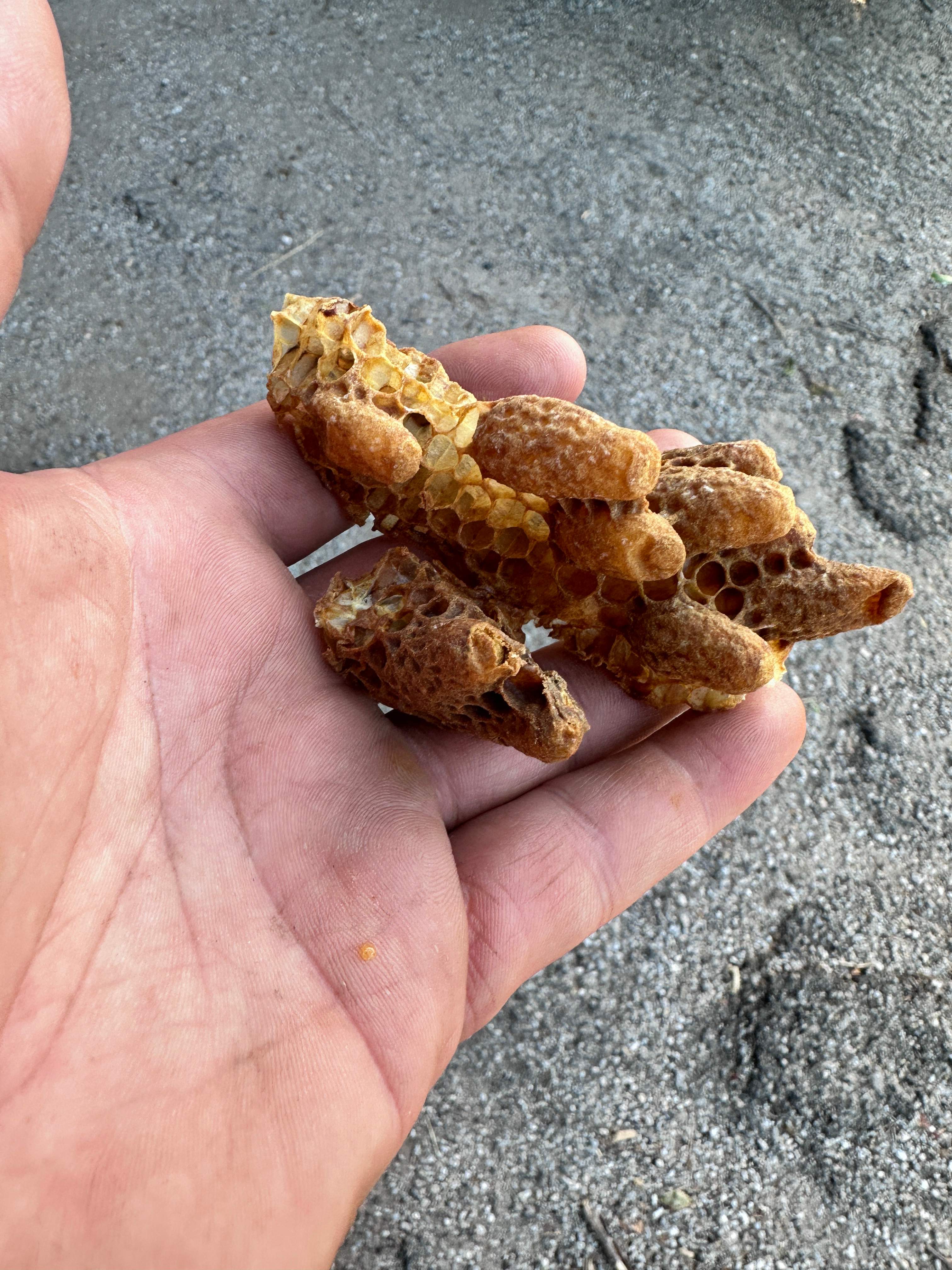 Two More Trees, One More Yard by Rockwall Honey Bee Company