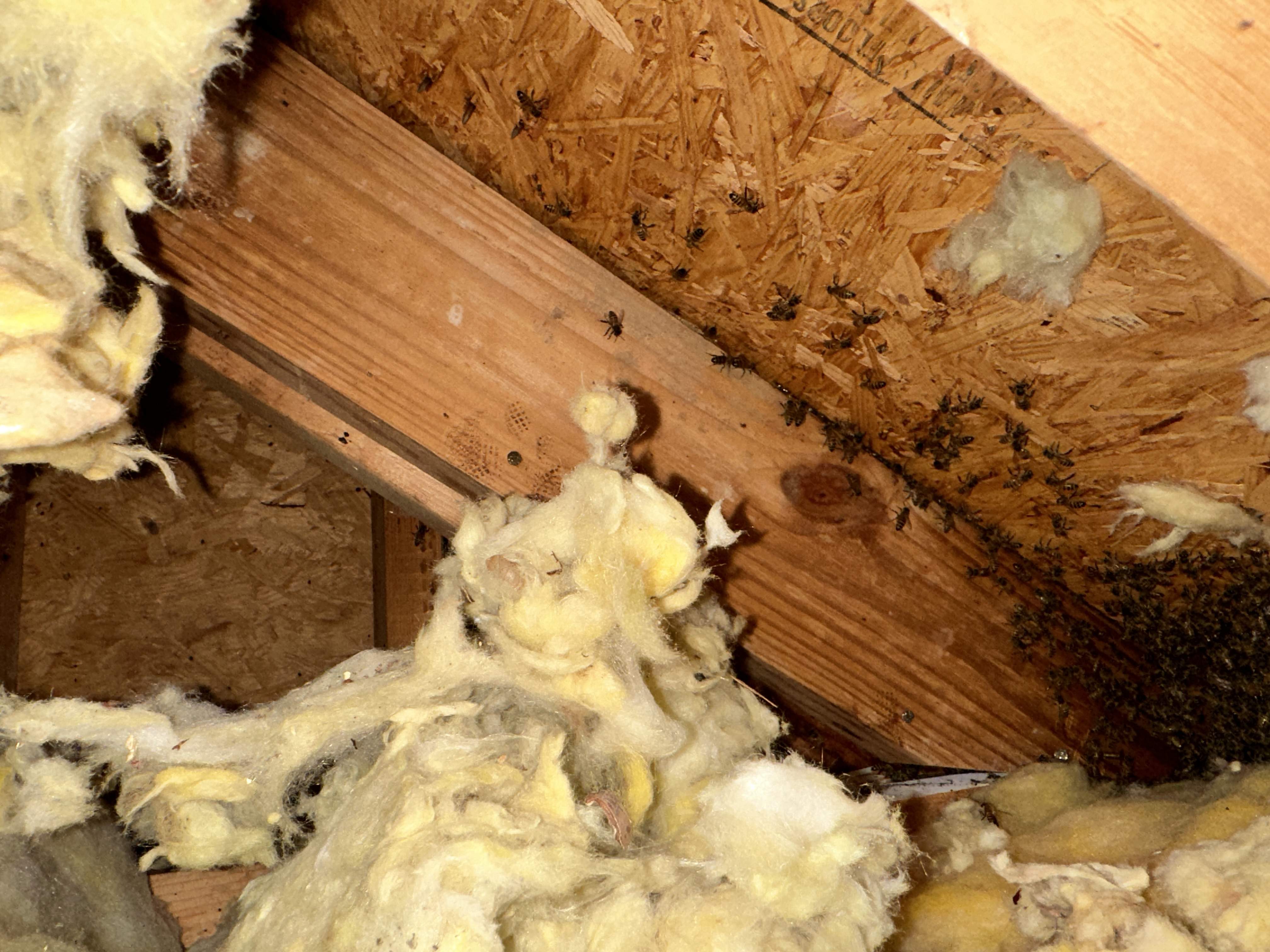 Roof Soffit by Rockwall Honey Bee Company