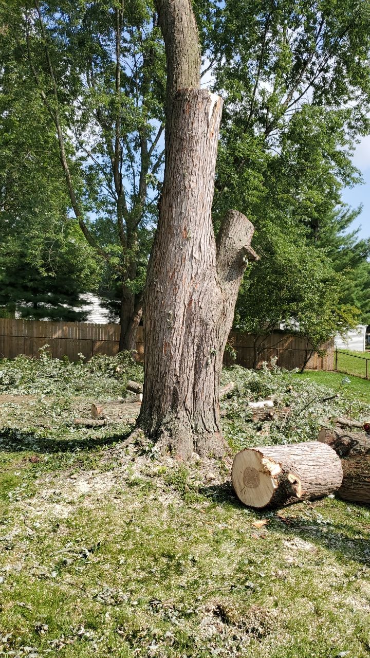Tree Removal by Mike Jones & Sons Tree Service LLC 