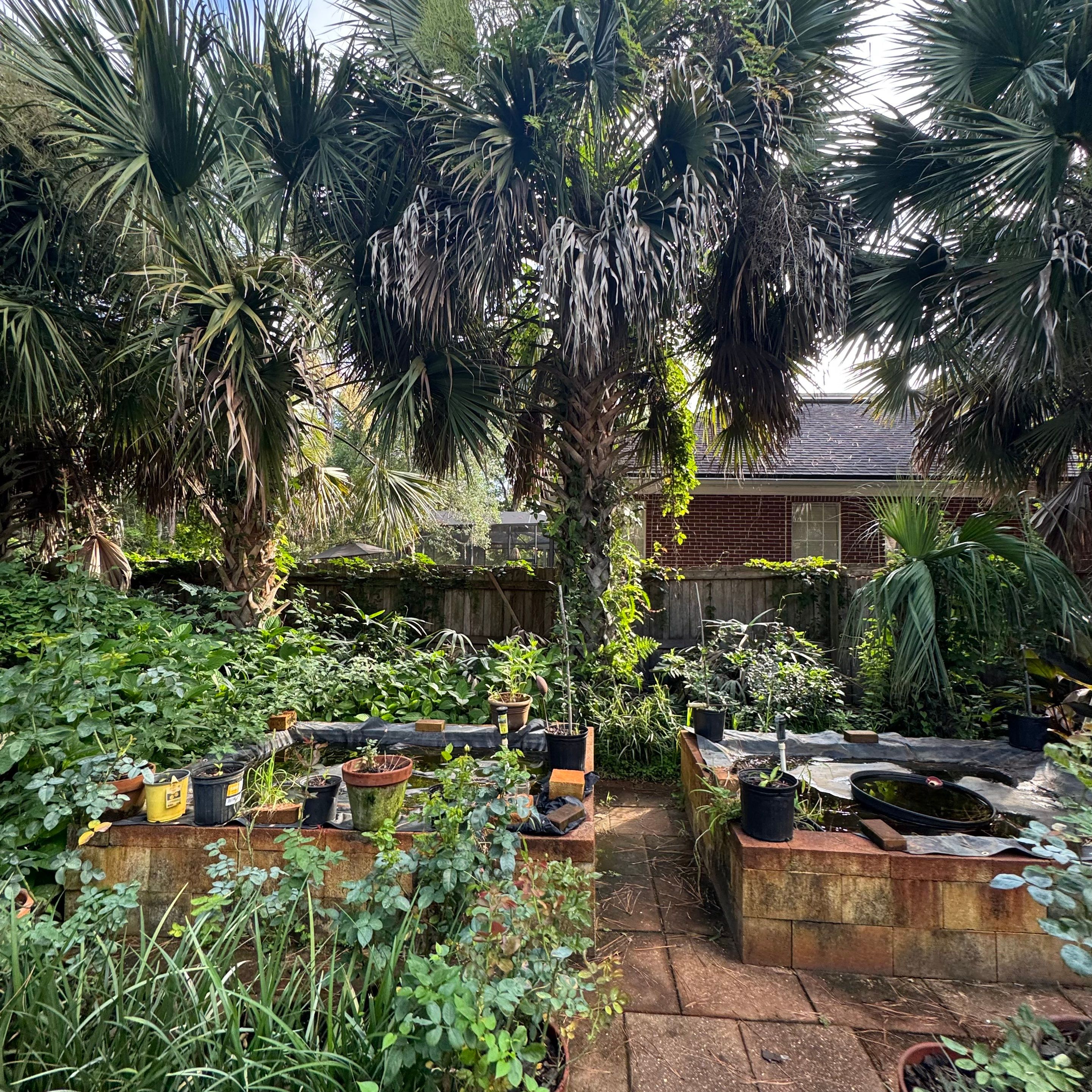 Deerwood Resident | Palm Tree Trimming & Booting by ProGreen Services