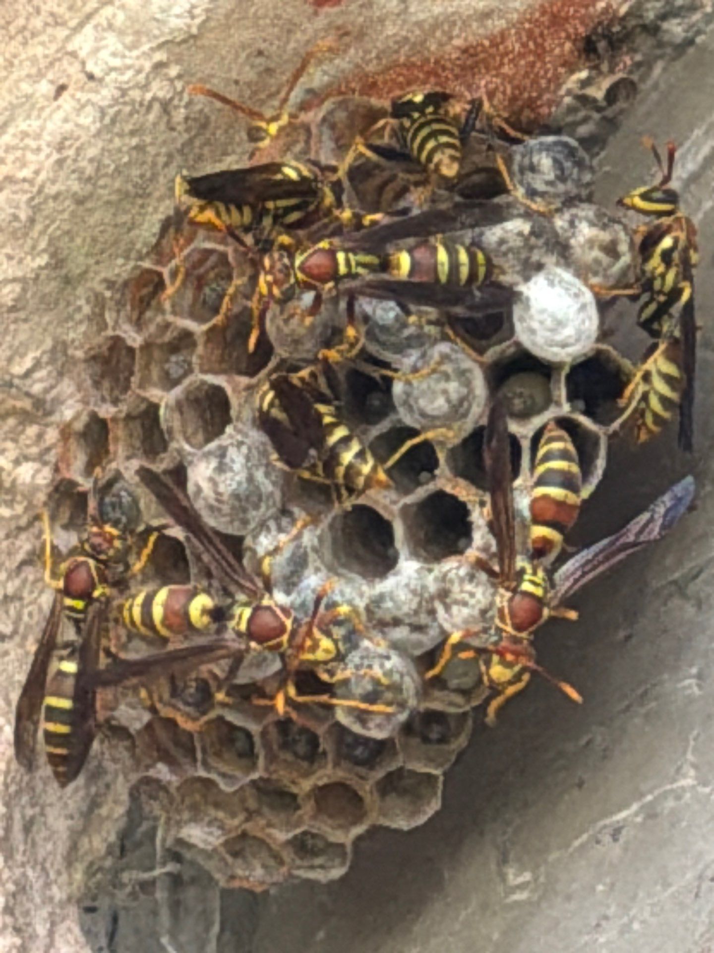 Active paper wasp nest under an Allen TX eave