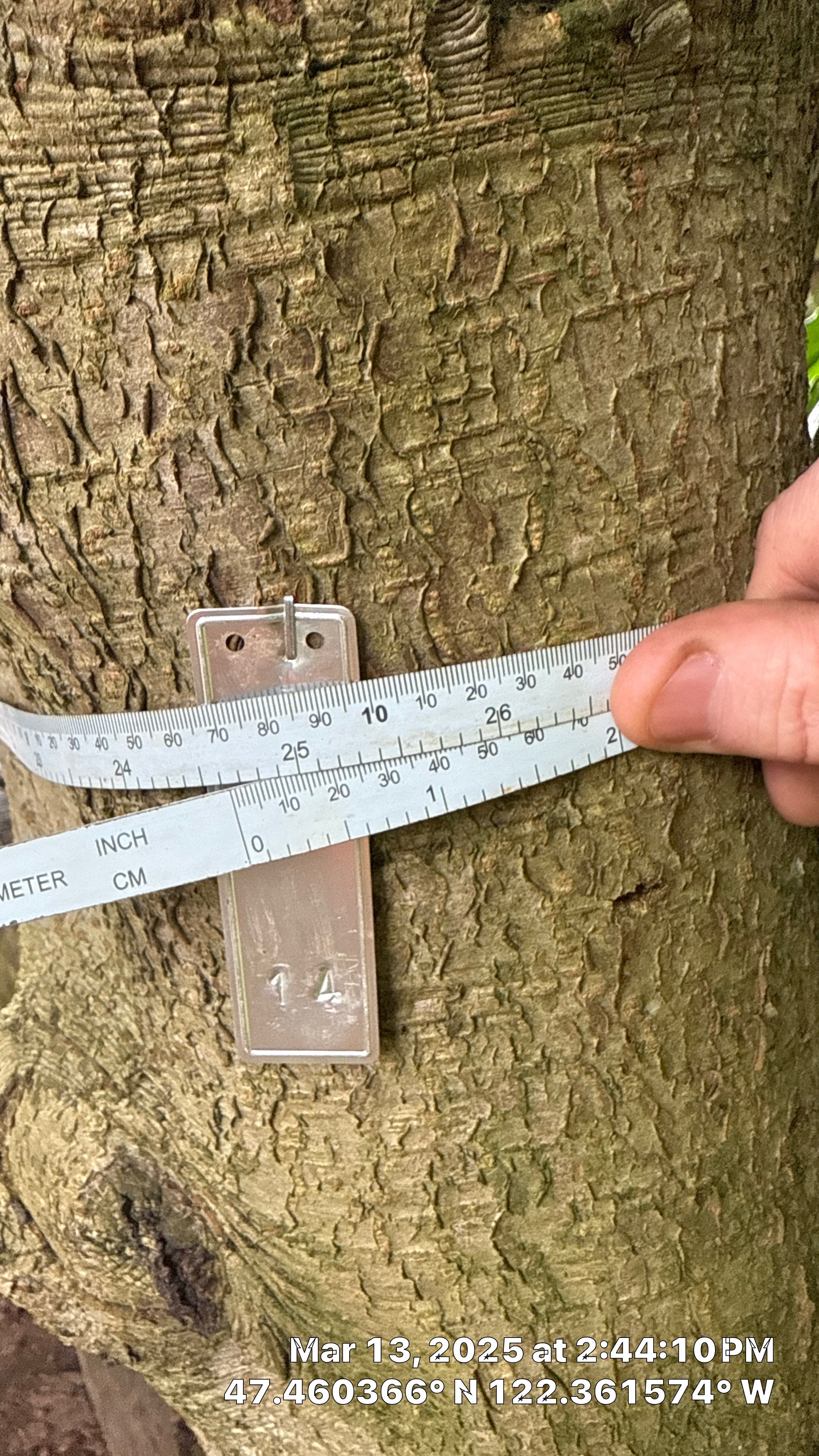 π Arborist Reporting & Tree Surveying β Code Compliance Project by Sound Tree Care LLC