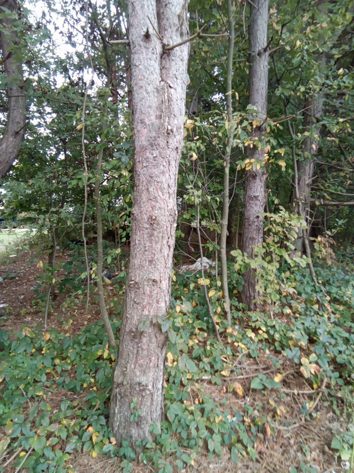 Tree Removal using Tree Removal by Mike Jones & Sons Tree Service LLC 