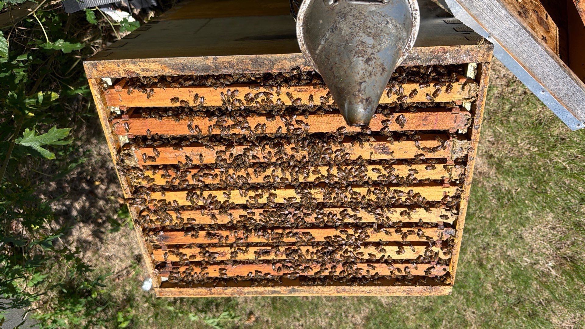 Big Rig Lot Bees by Rockwall Honey Bee Company