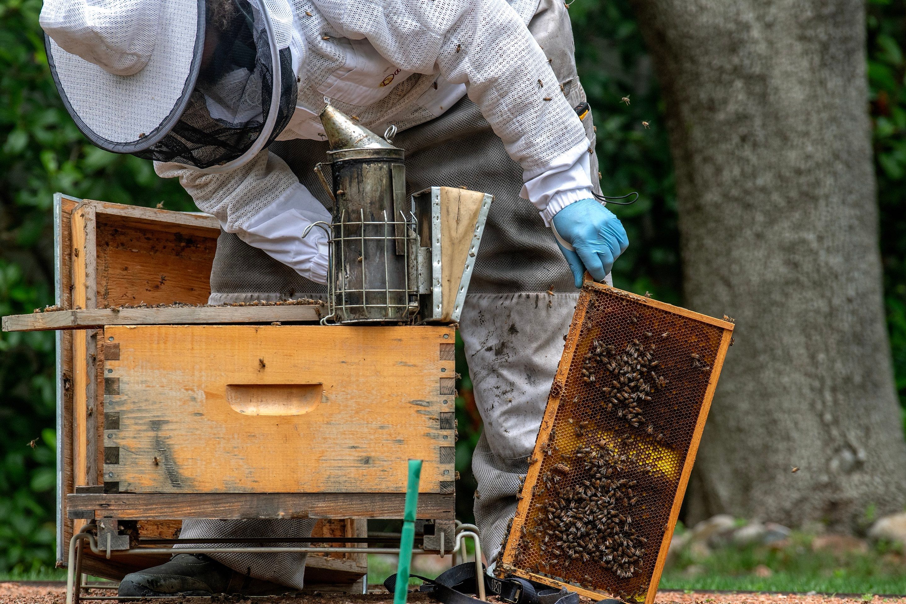 Urban Beekeeping in Dallas by Rockwall Honey Bee Company