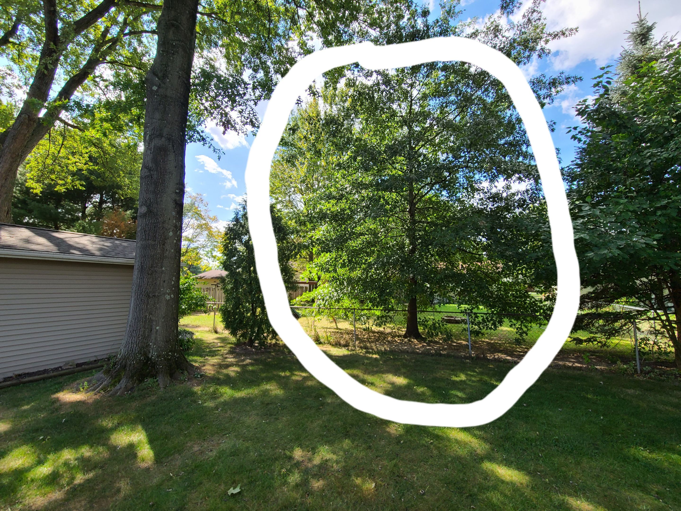 Oak Tree Removal by Mike Jones & Sons Tree Service LLC 