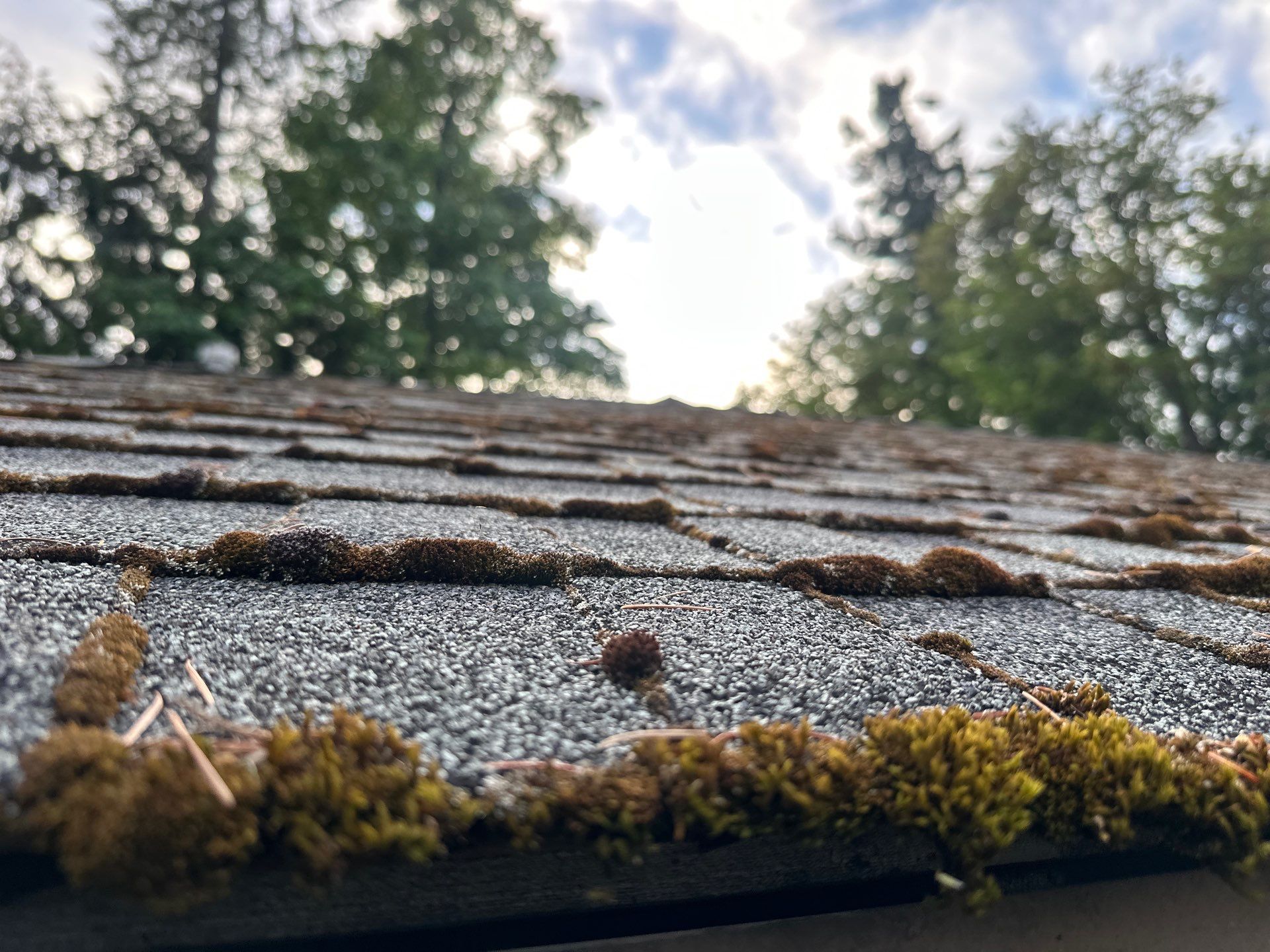 Softwashed in many Years back, and organic regrowth significant by DawnSky LLC