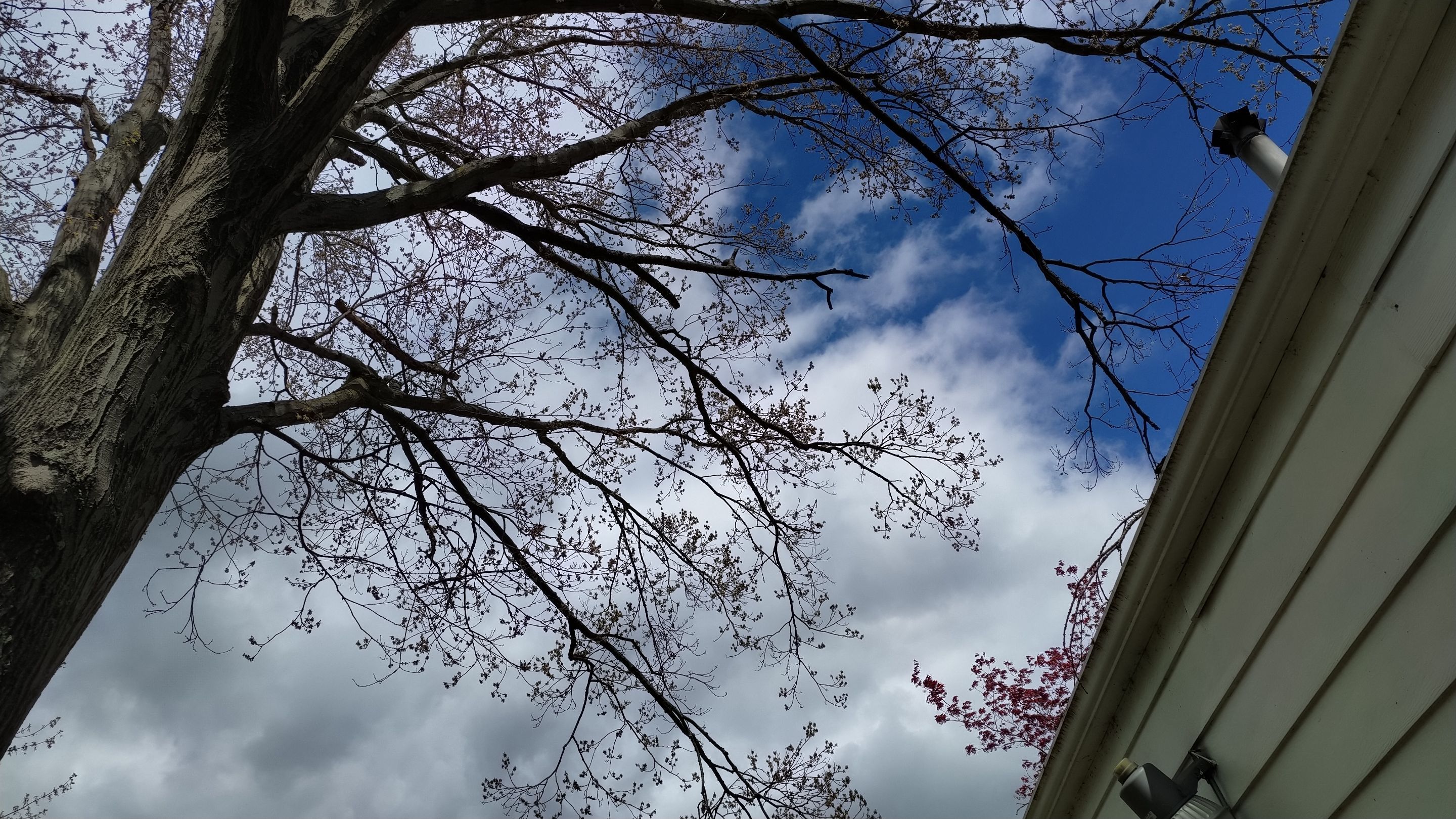 Tree Trimming using Tree Pruing by Mike Jones & Sons Tree Service LLC 