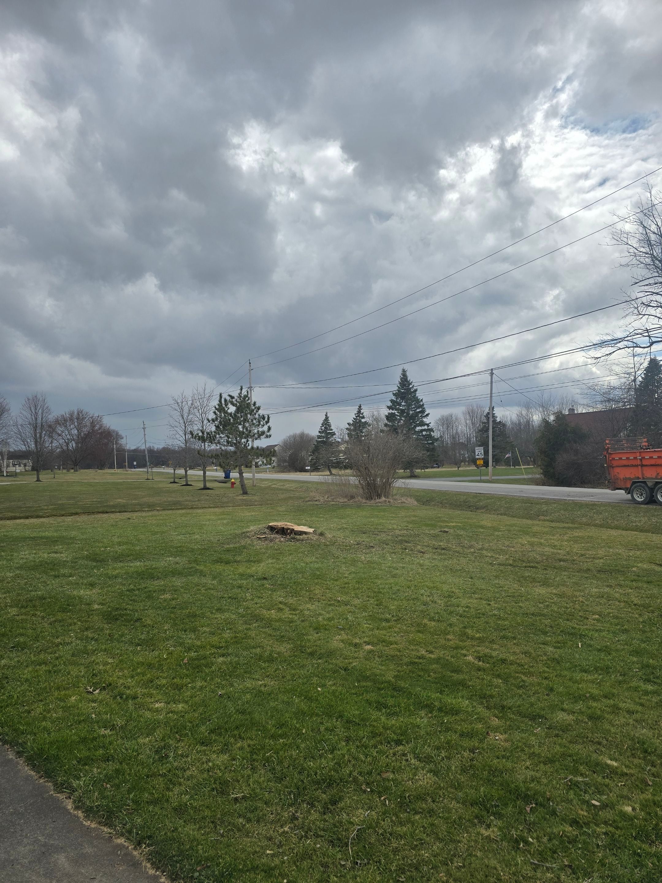 Tree Removal by Treeman Tom LLC