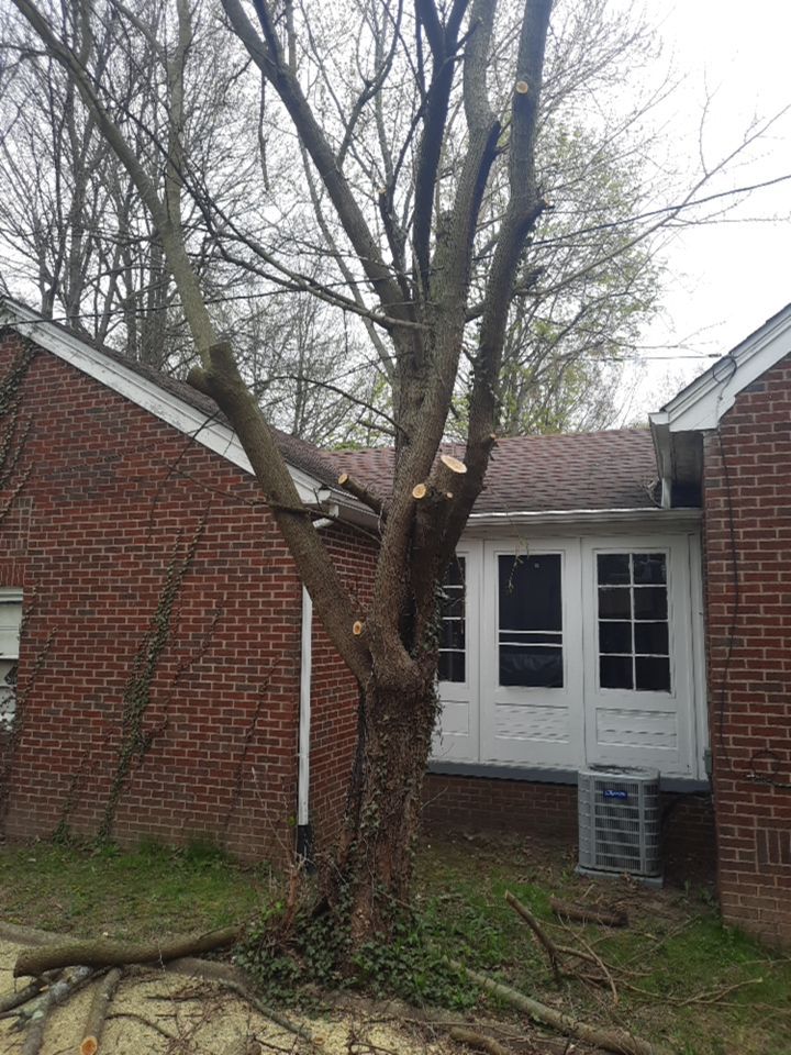 Tree Removal using Tree Removal by Mike Jones & Sons Tree Service LLC 