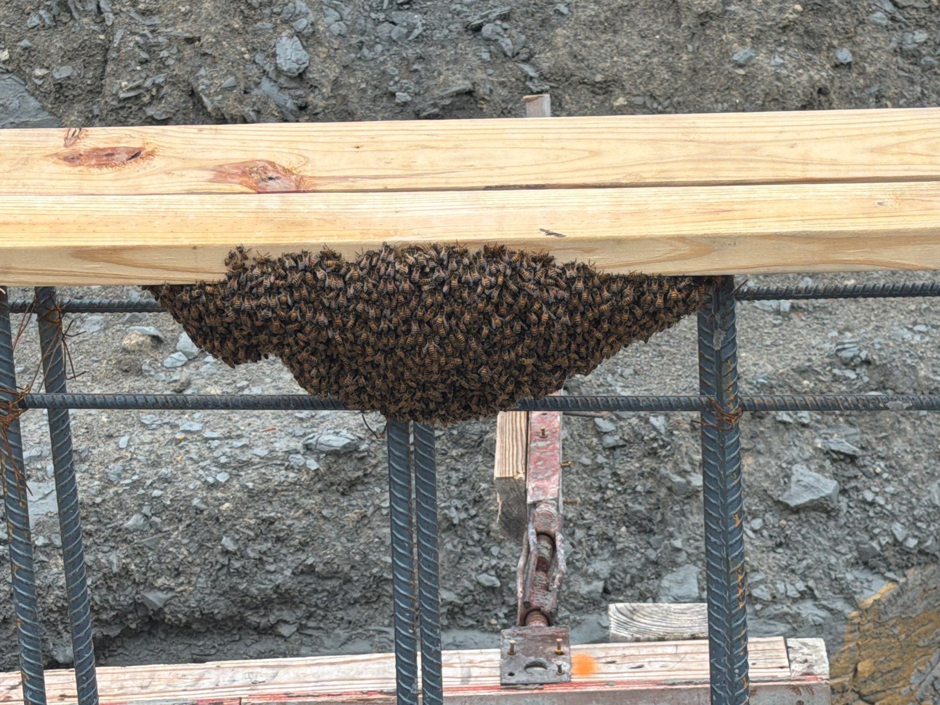Rockwall Swarm: Downtown Construction Site by Rockwall Honey Bee Company