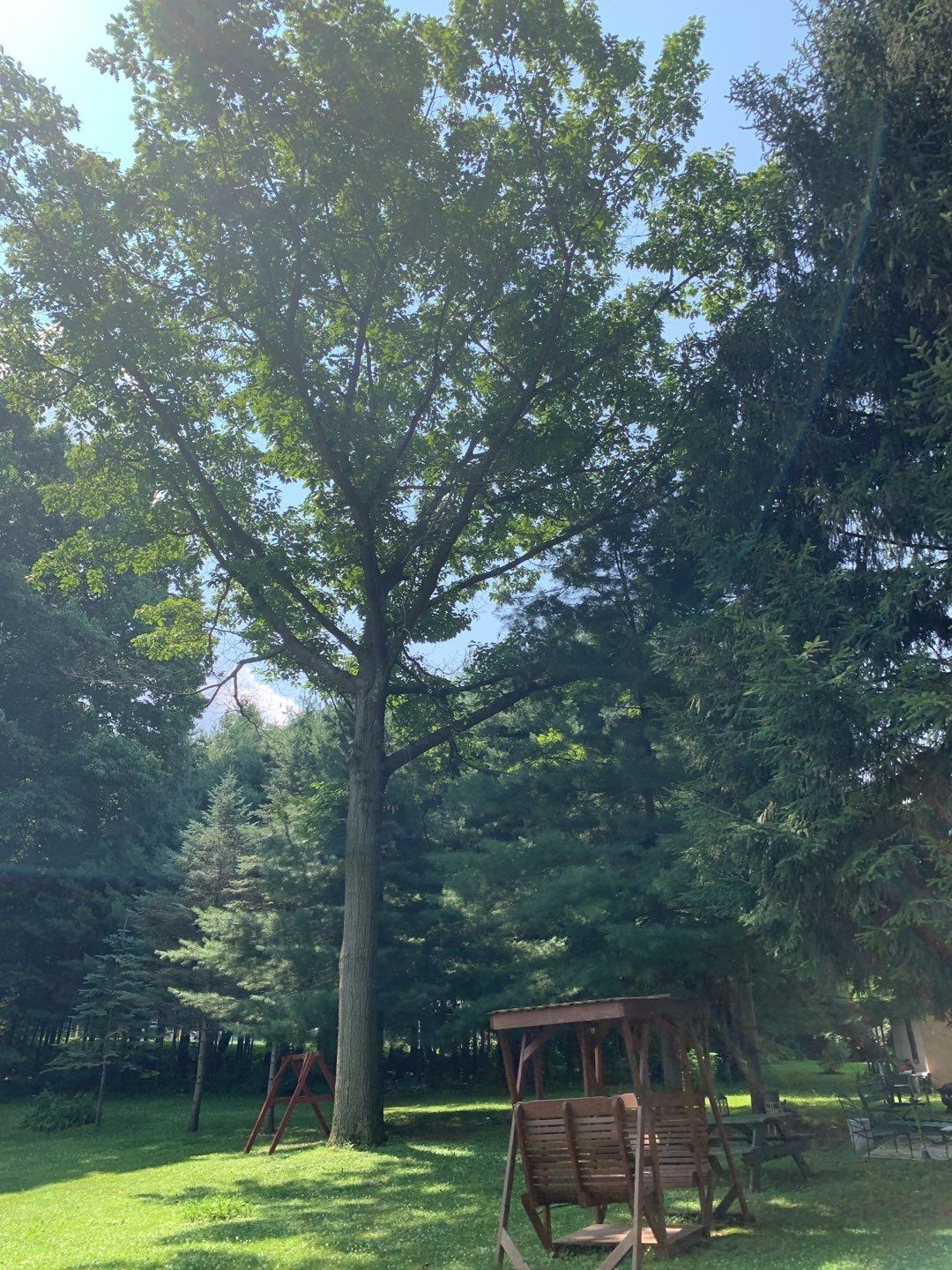 Tree Trimming by Mike Jones & Sons Tree Service LLC 