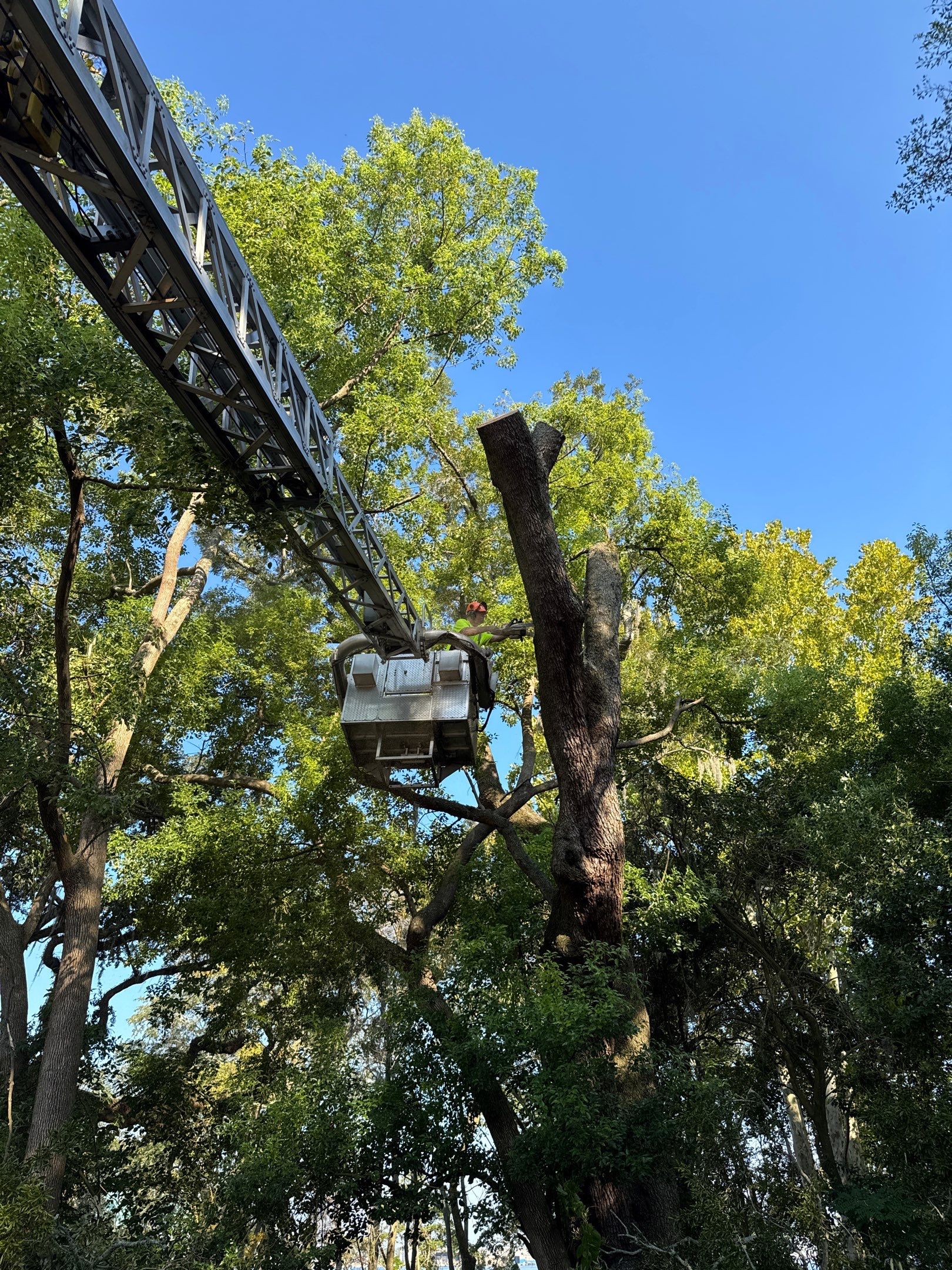 Tree Removal | Episcopal Softball Field by ProGreen Services