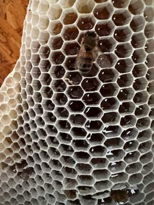 Beautiful Fresh Comb