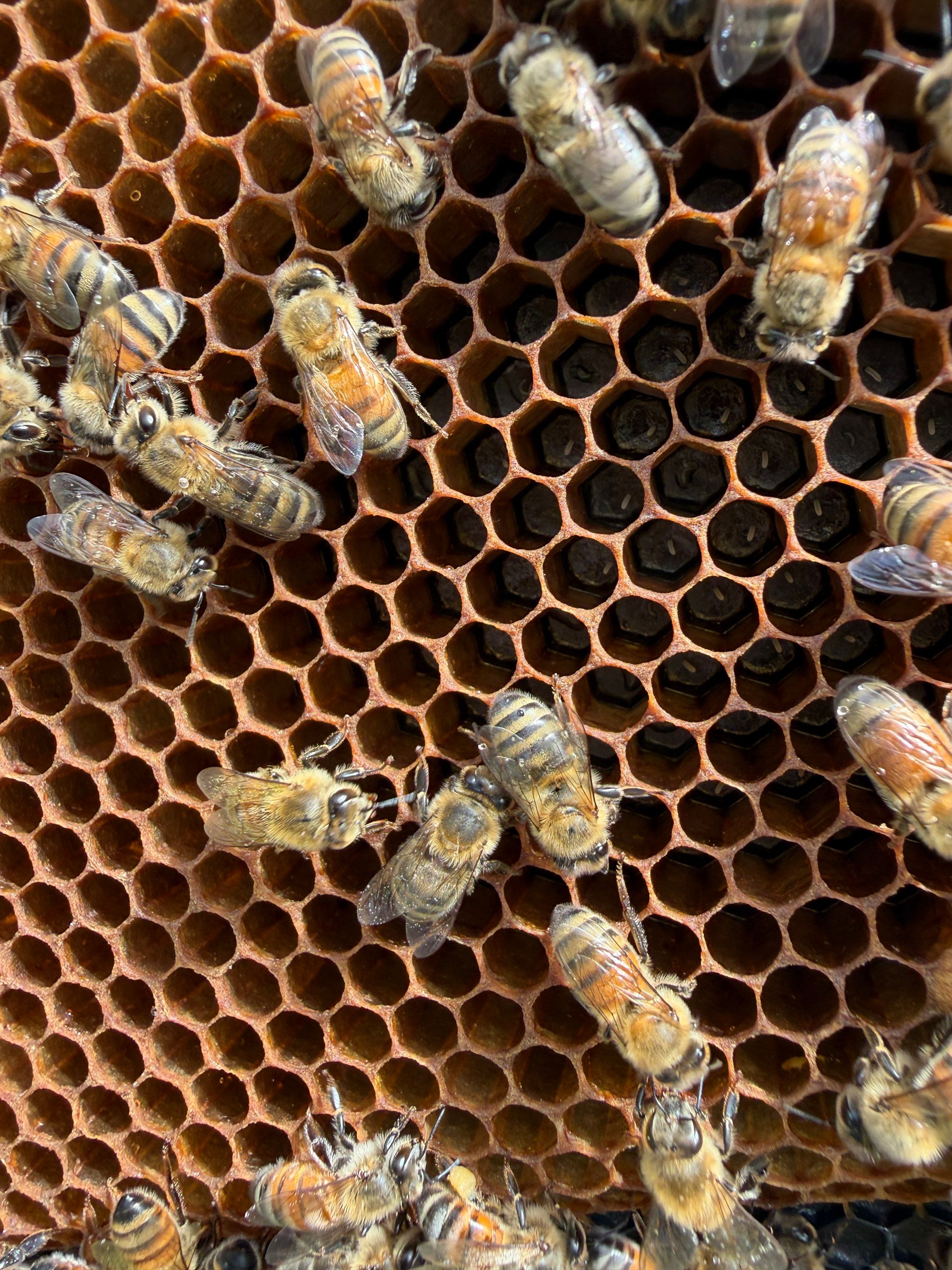 The Lion and the Lamb Apiary by Rockwall Honey Bee Company