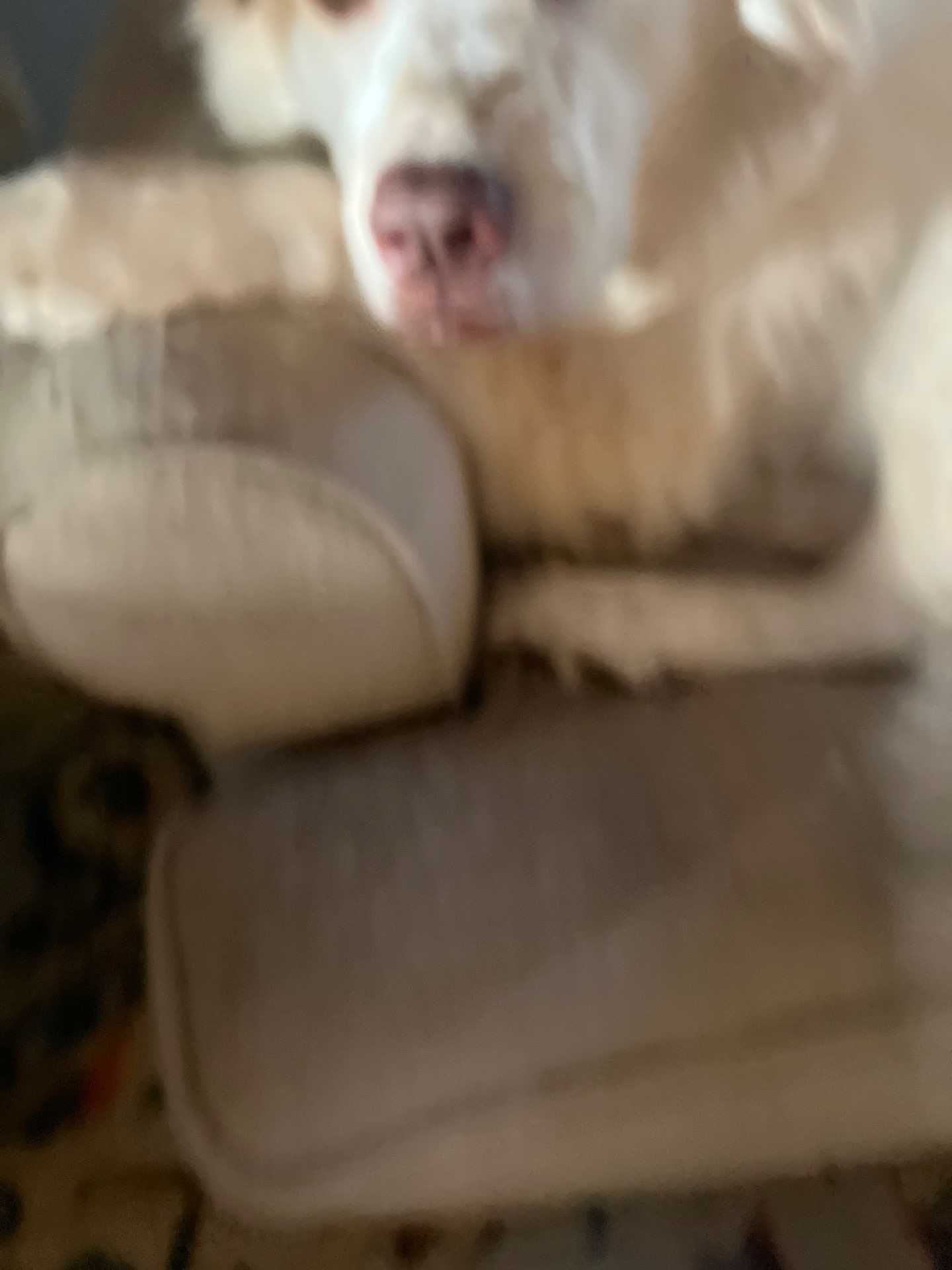 House cleaning in Lake Oswego by Cloud 9 Professional Cleaning Services