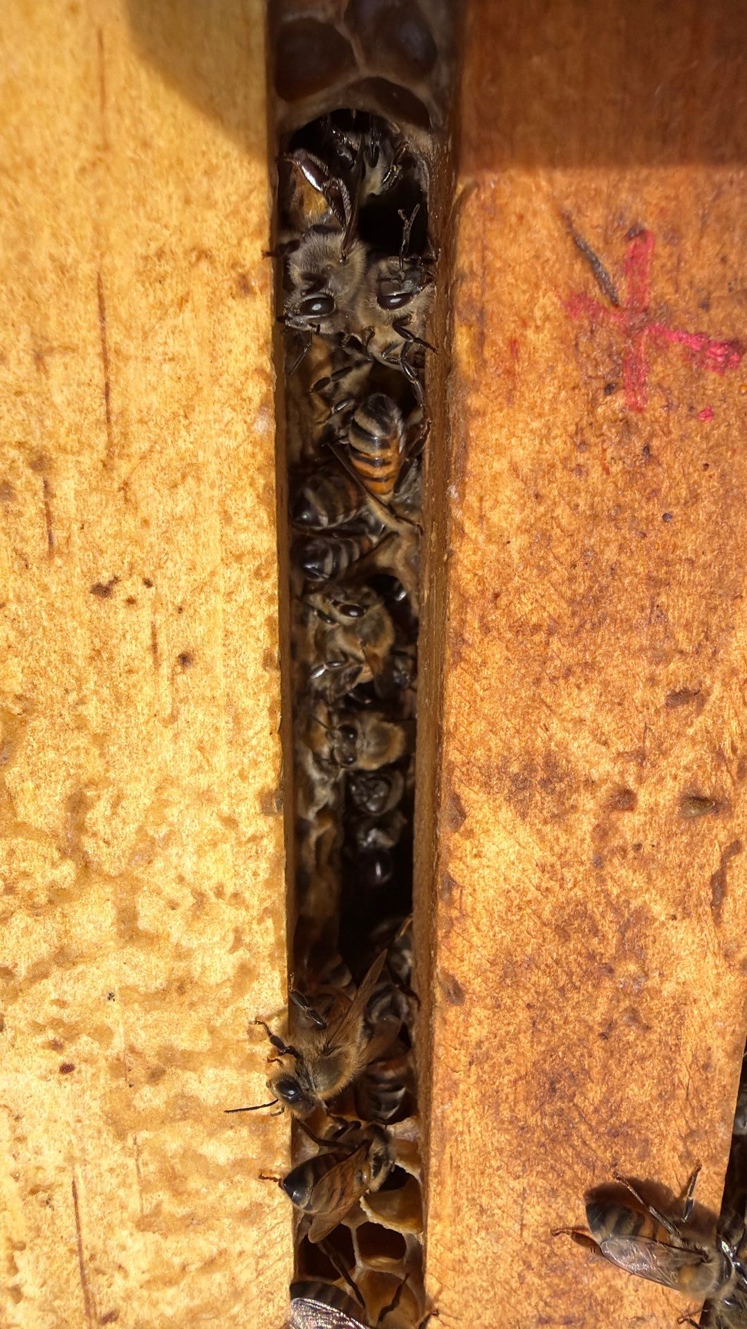 Porter & Pony Apiary by Rockwall Honey Bee Company