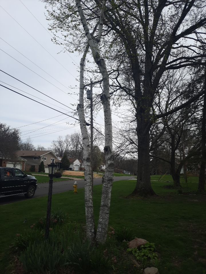 Tree Removal using Tree Removal by Mike Jones & Sons Tree Service LLC 