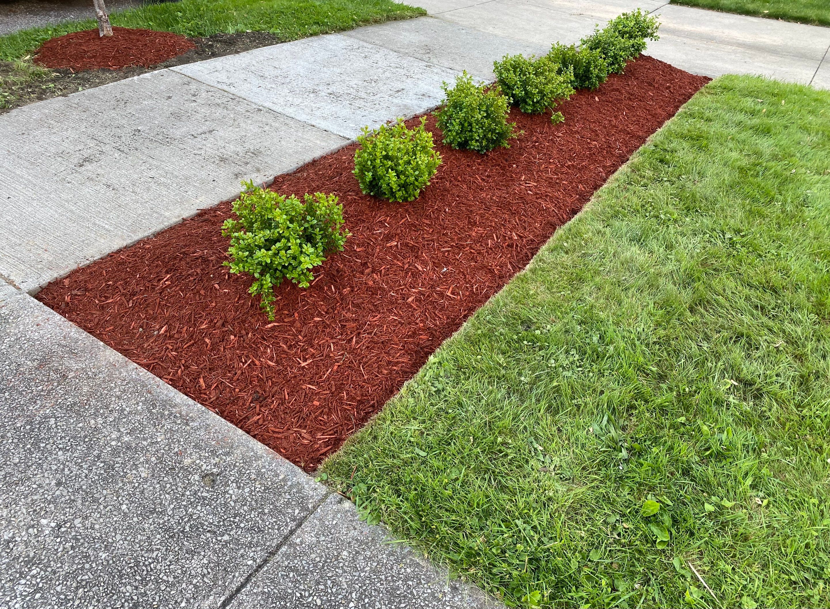 Christmas Hedge Install by Elm Rose Gardens