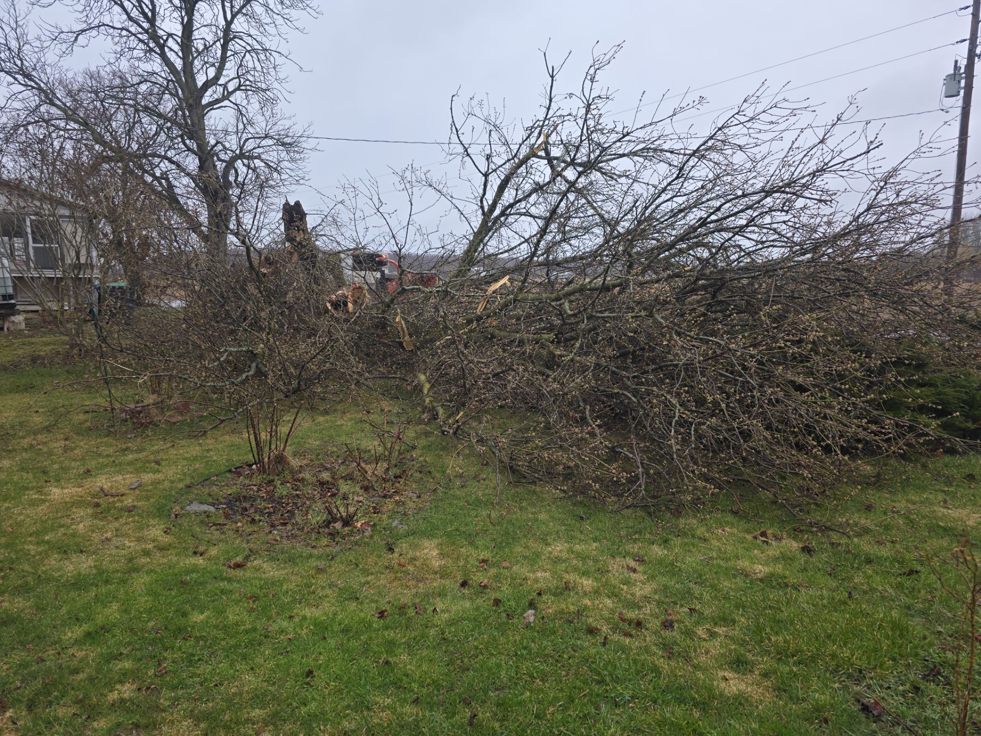 Emergency Job using Bobcat by Treeman Tom LLC