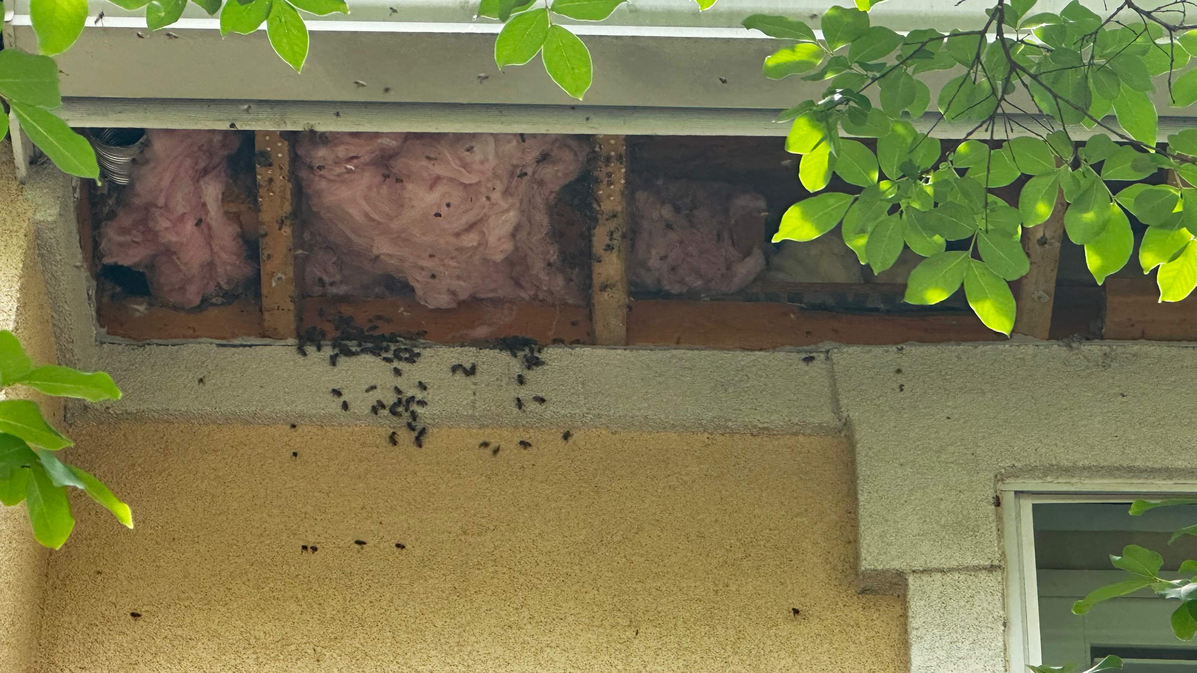 Beloved by Rockwall Honey Bee Company