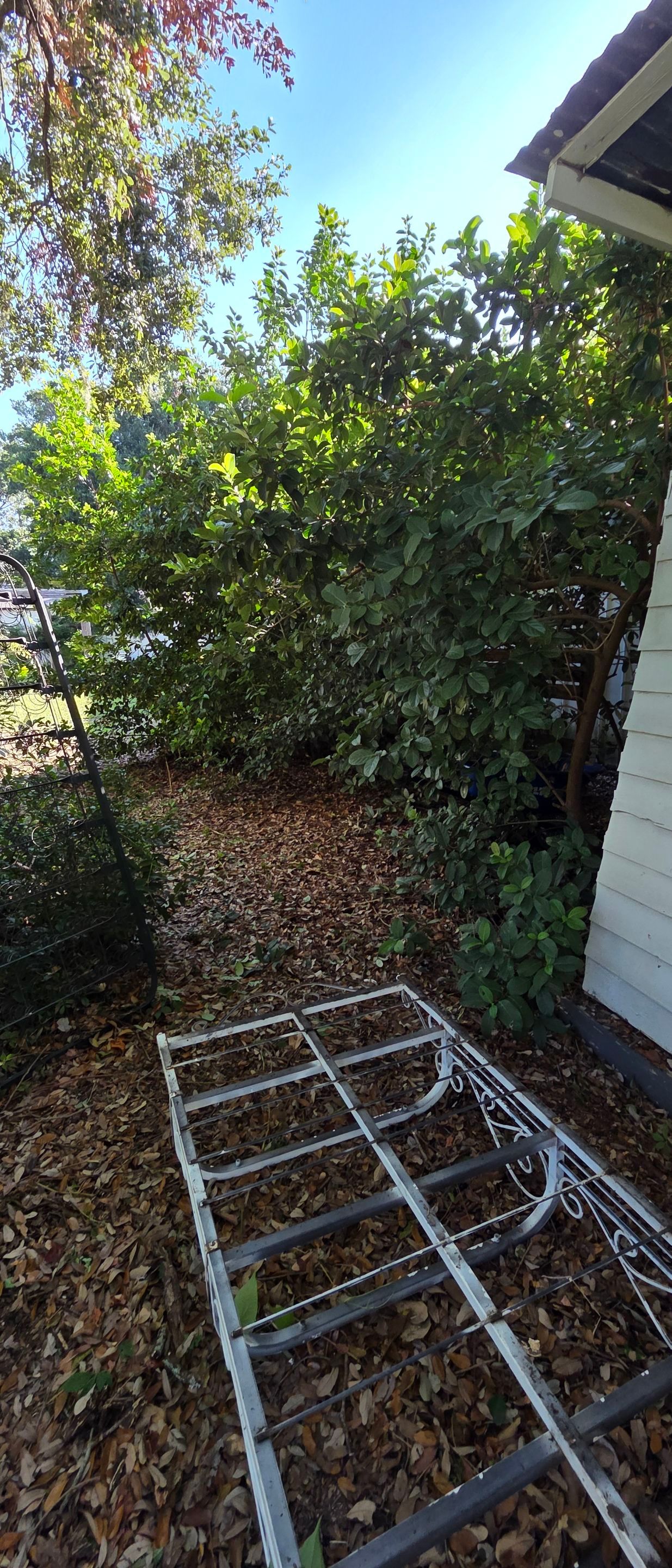 Commercial Property | Clean Up & Tree Removal by ProGreen Services