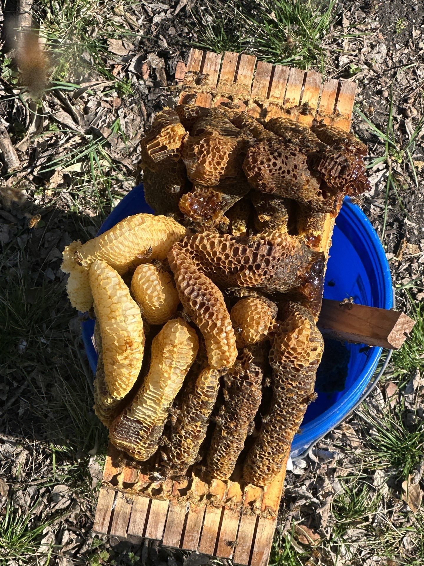 Honey bee hives in trees.. right here in Rockwall! by Rockwall Honey Bee Company