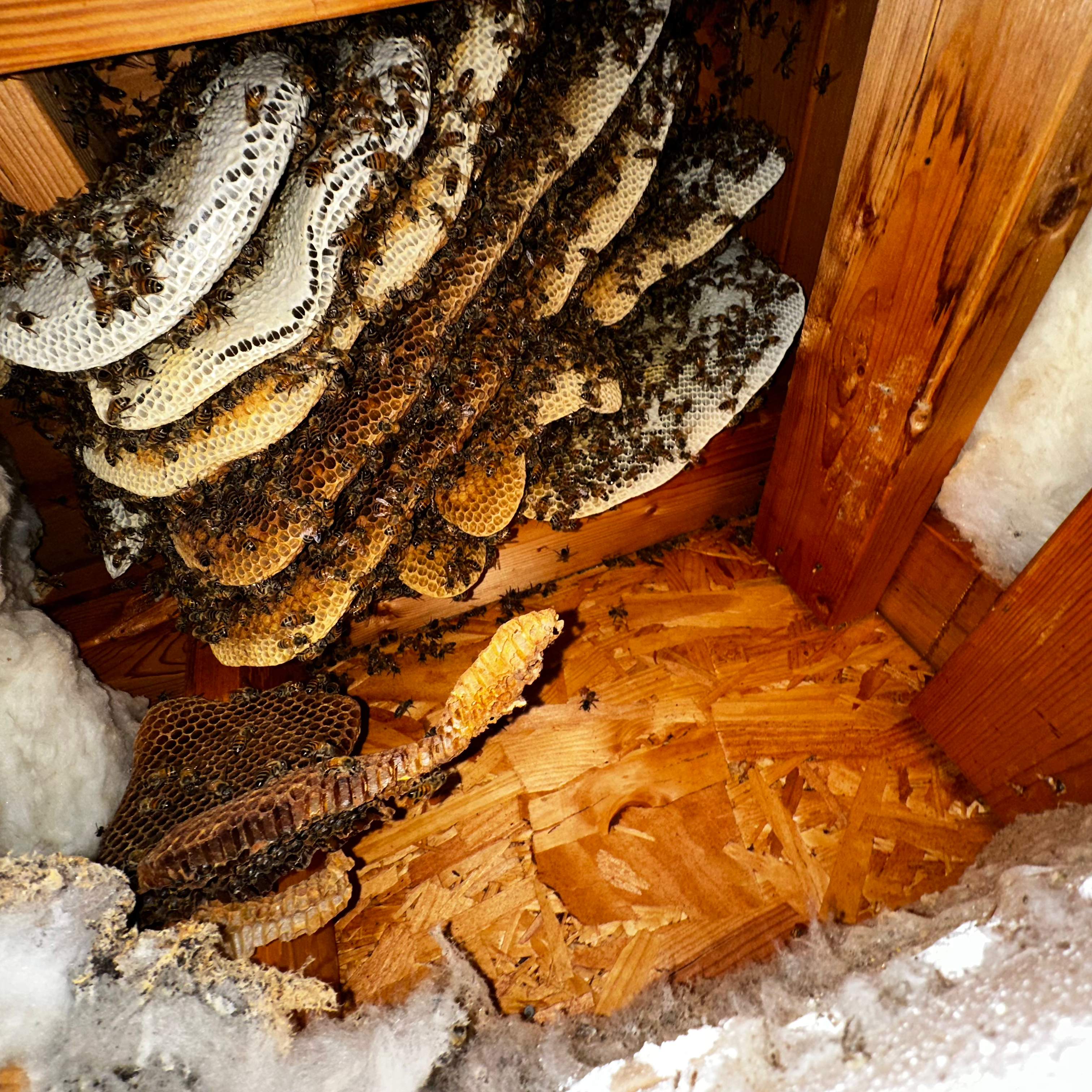 Ceiling Cutout by Rockwall Honey Bee Company