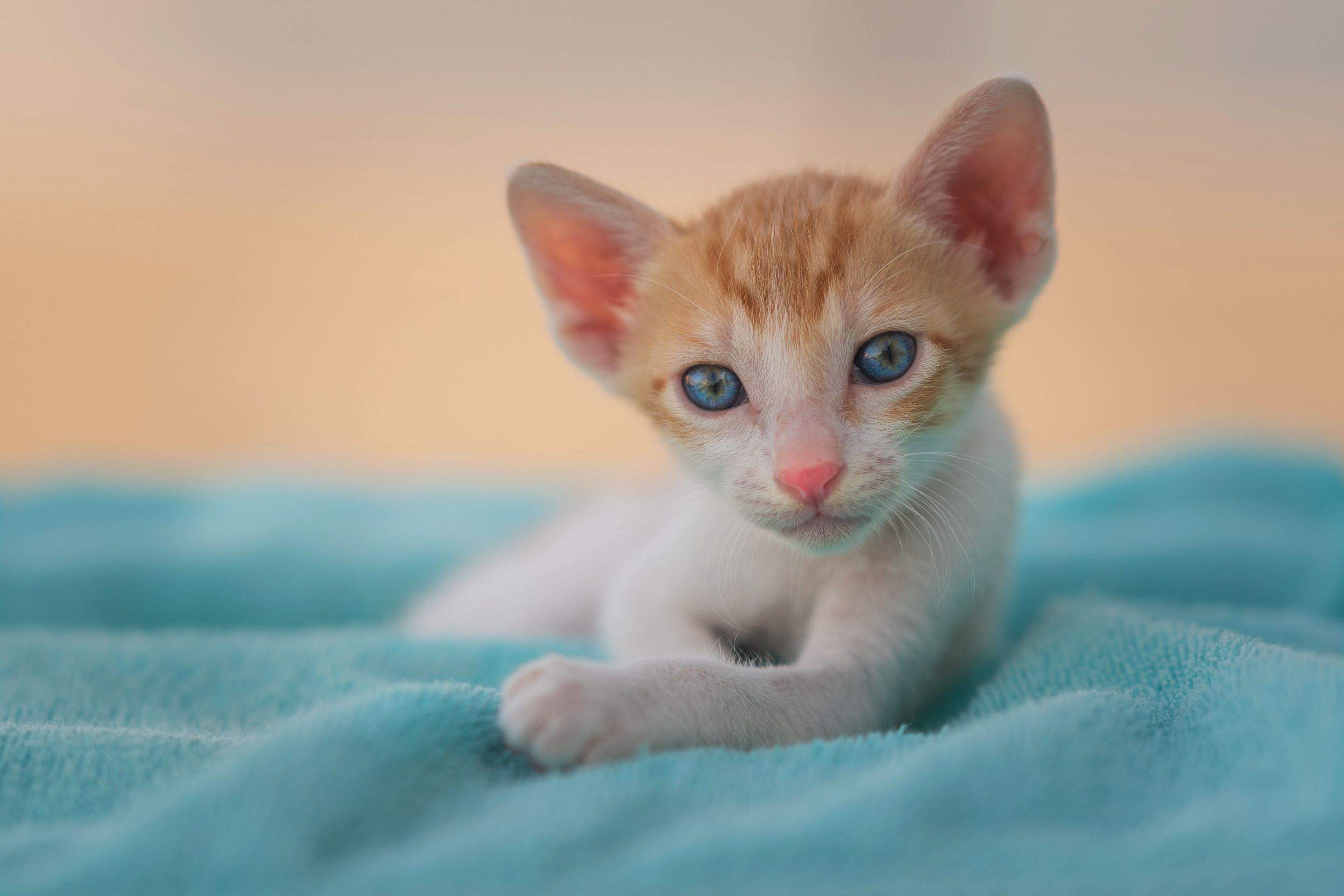 Kittens! by CompanyCam
