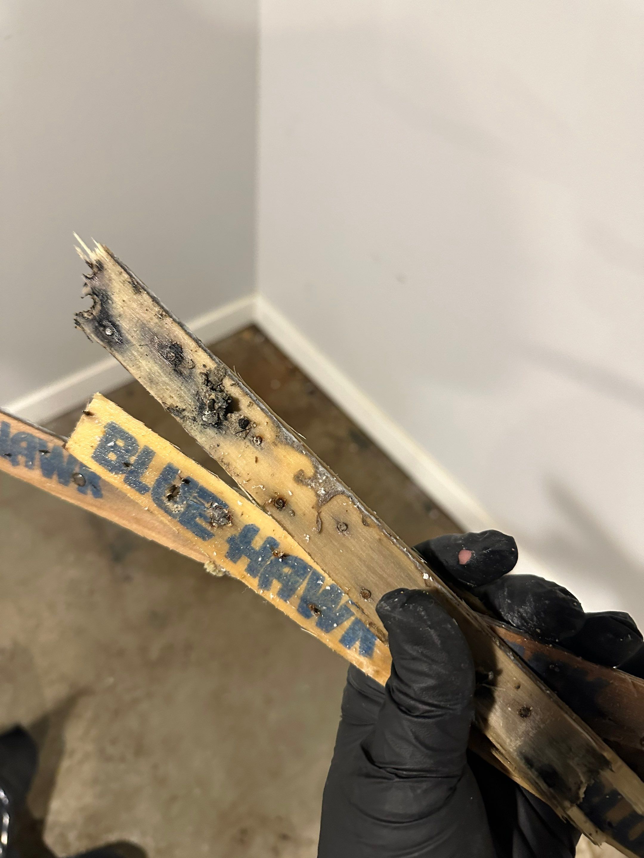 Basemen Oder removal with mold remediation and carpet pad replacement by BlueRed Restoration