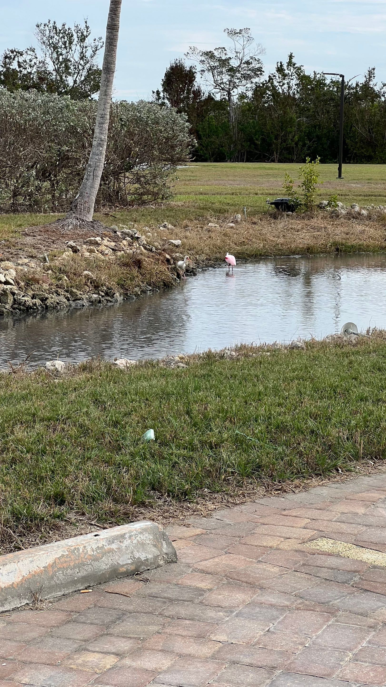 Bonita Springs Condo Stormwater System Maintenance by Don Mar, Inc. Storm Water Solutions