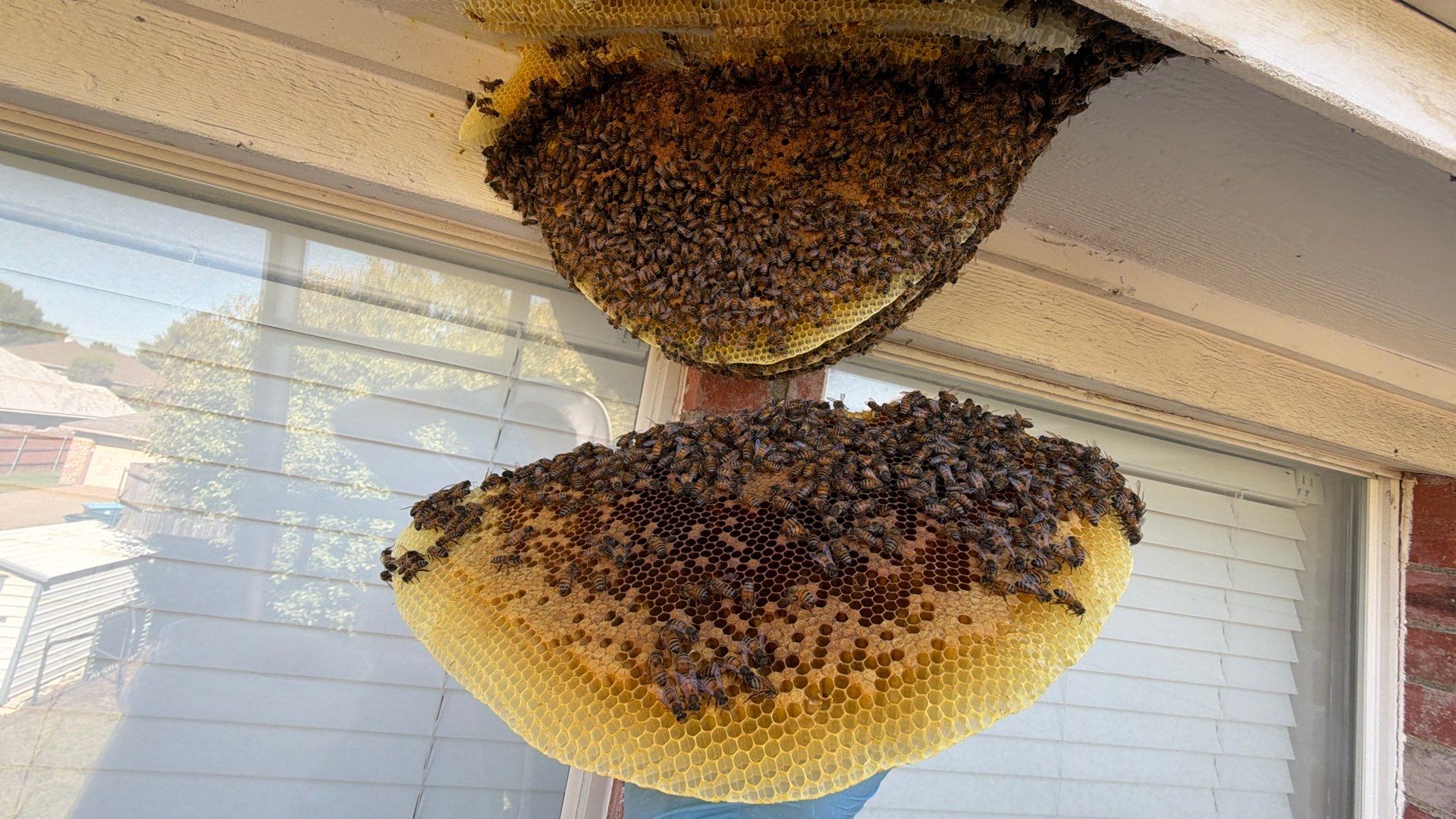 Open Air Colony in Rockwall, TX by Rockwall Honey Bee Company