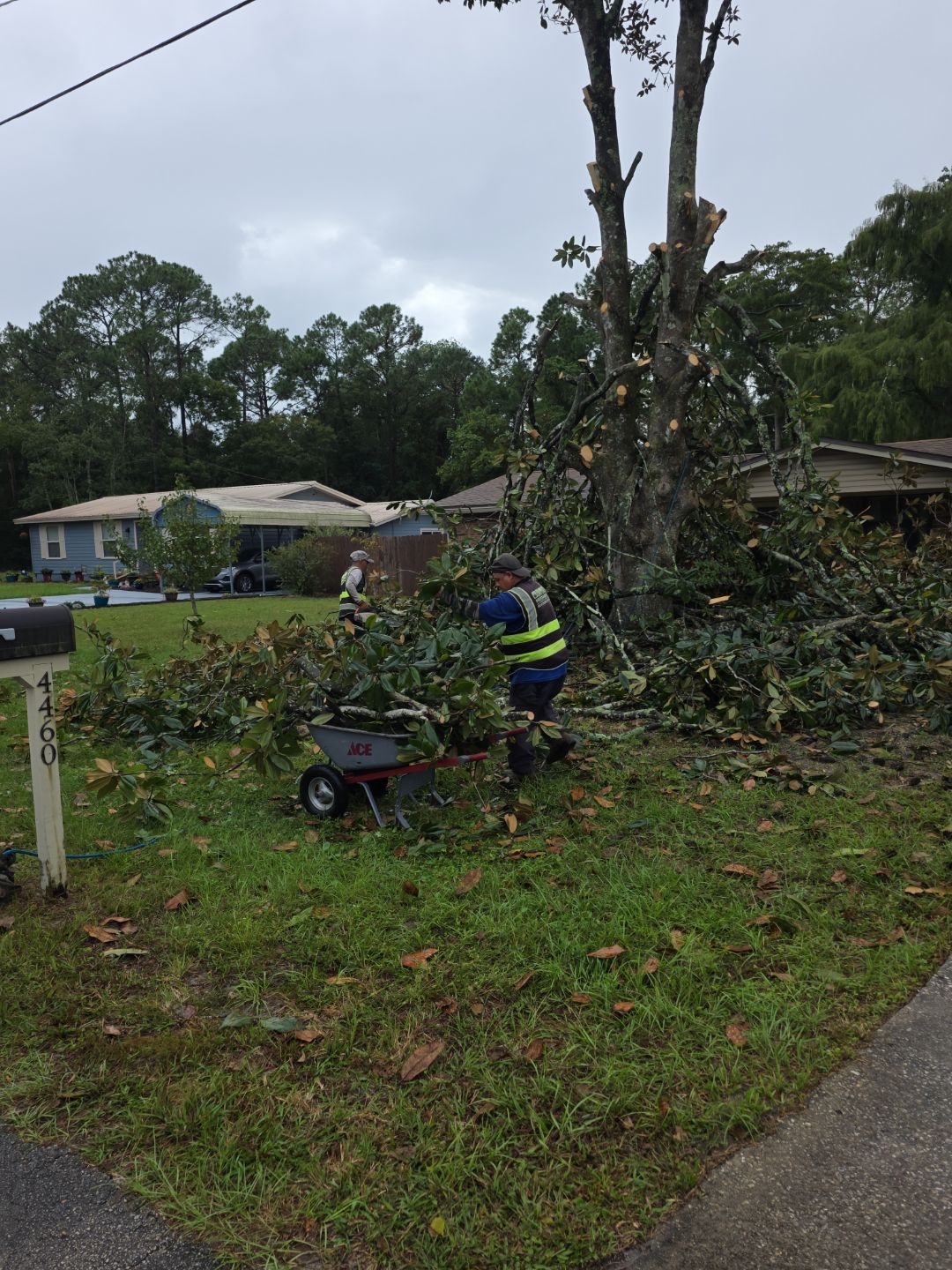 Tree Removal & Sod Install | Residential by ProGreen Services