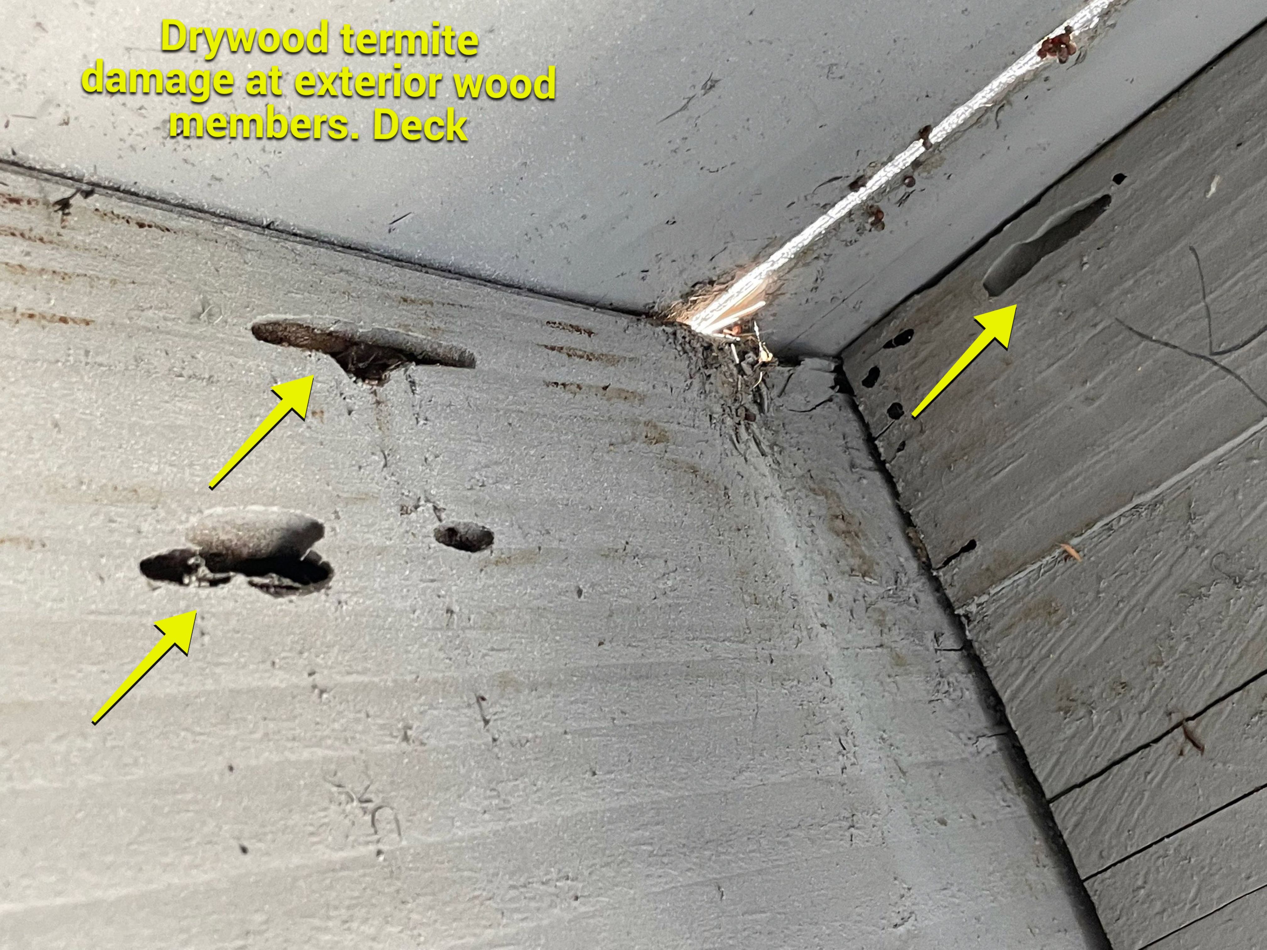 Wood Destroying Organisms Report by GLOBAL Termite Solutions