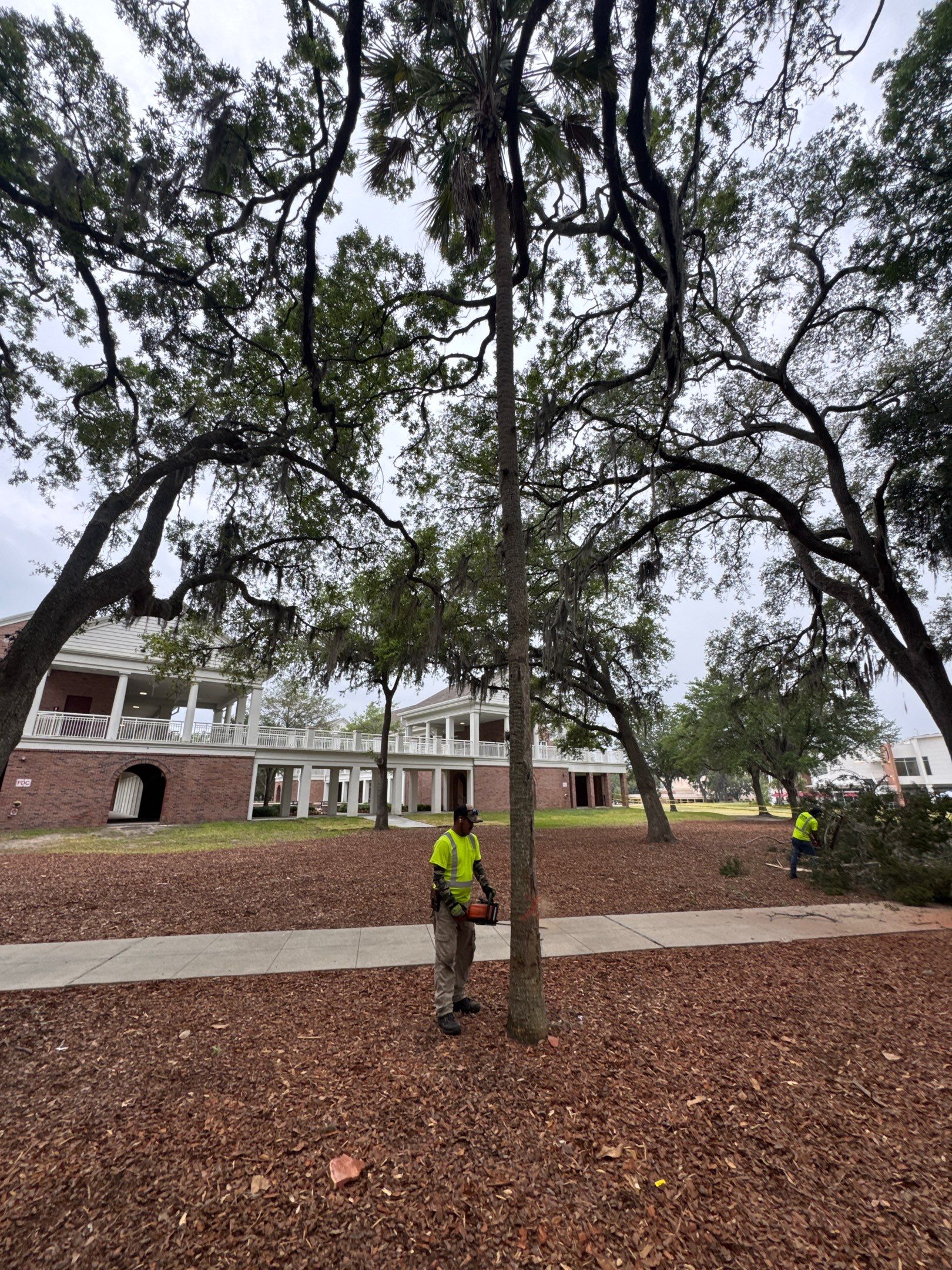 Episcopal School of Jacksonville | Tree Service by ProGreen Services