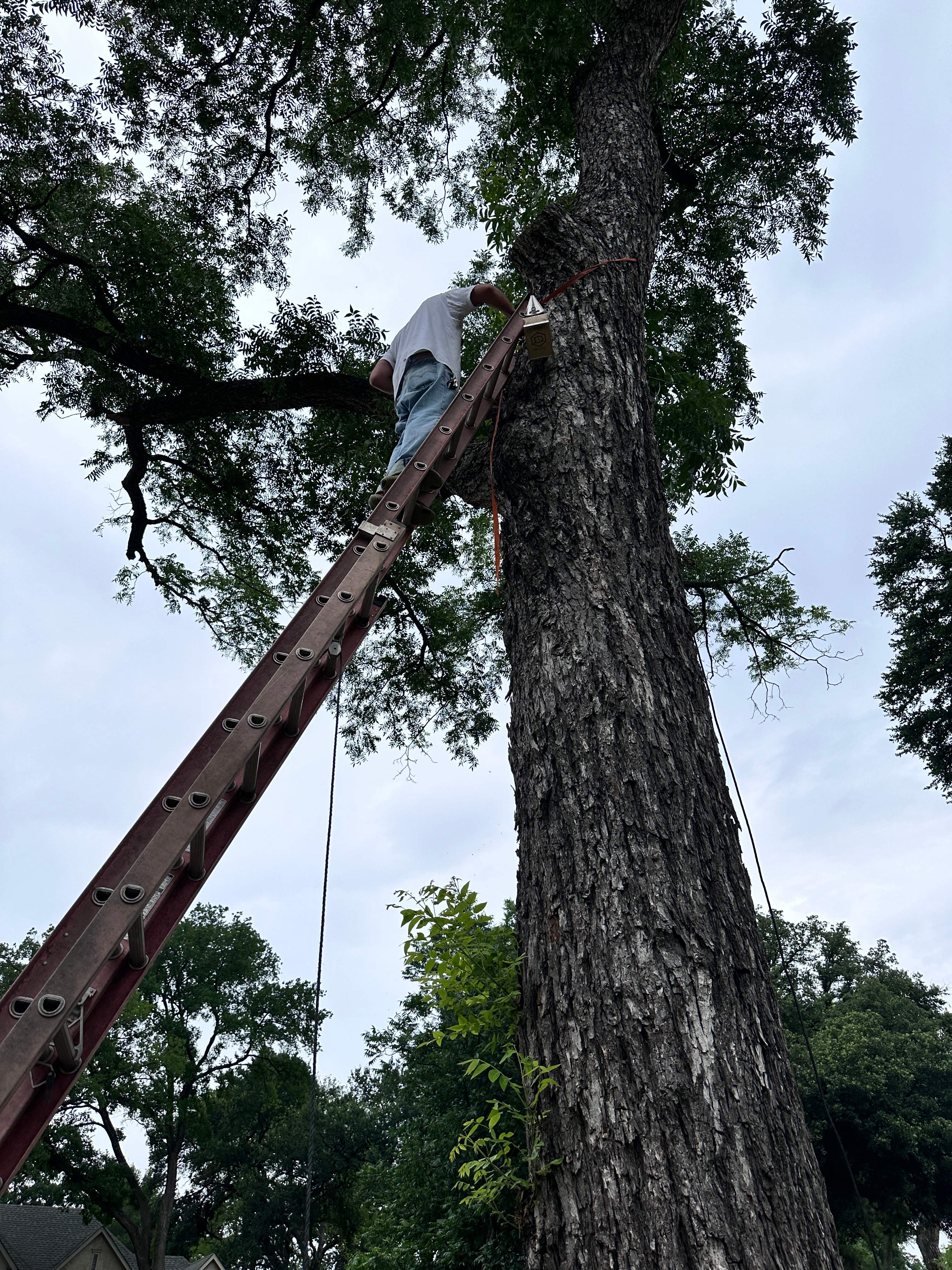 Smile! by Rockwall Honey Bee Company