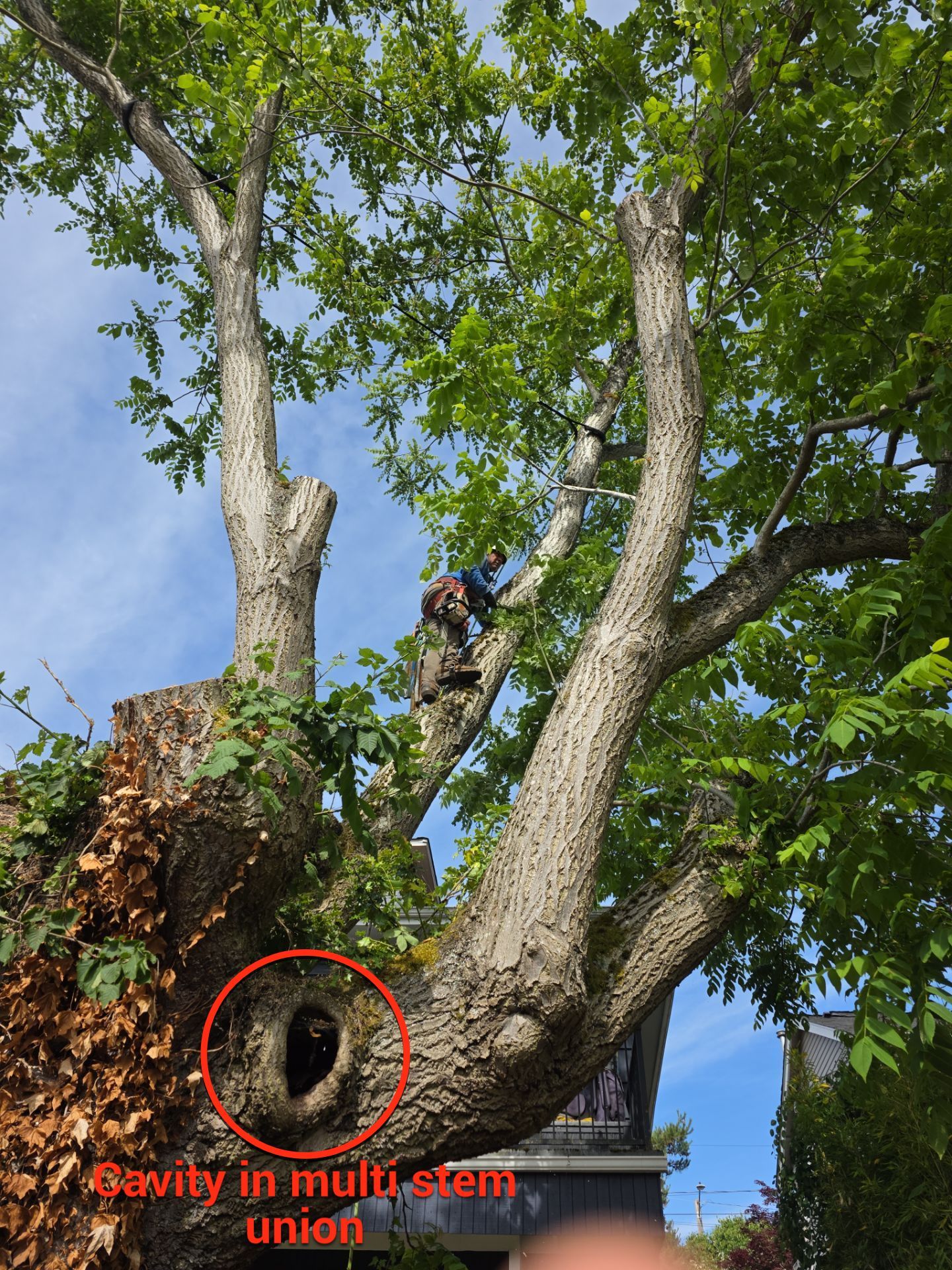 Seattle Hazard Tree  Removal by Sound Tree Care LLC