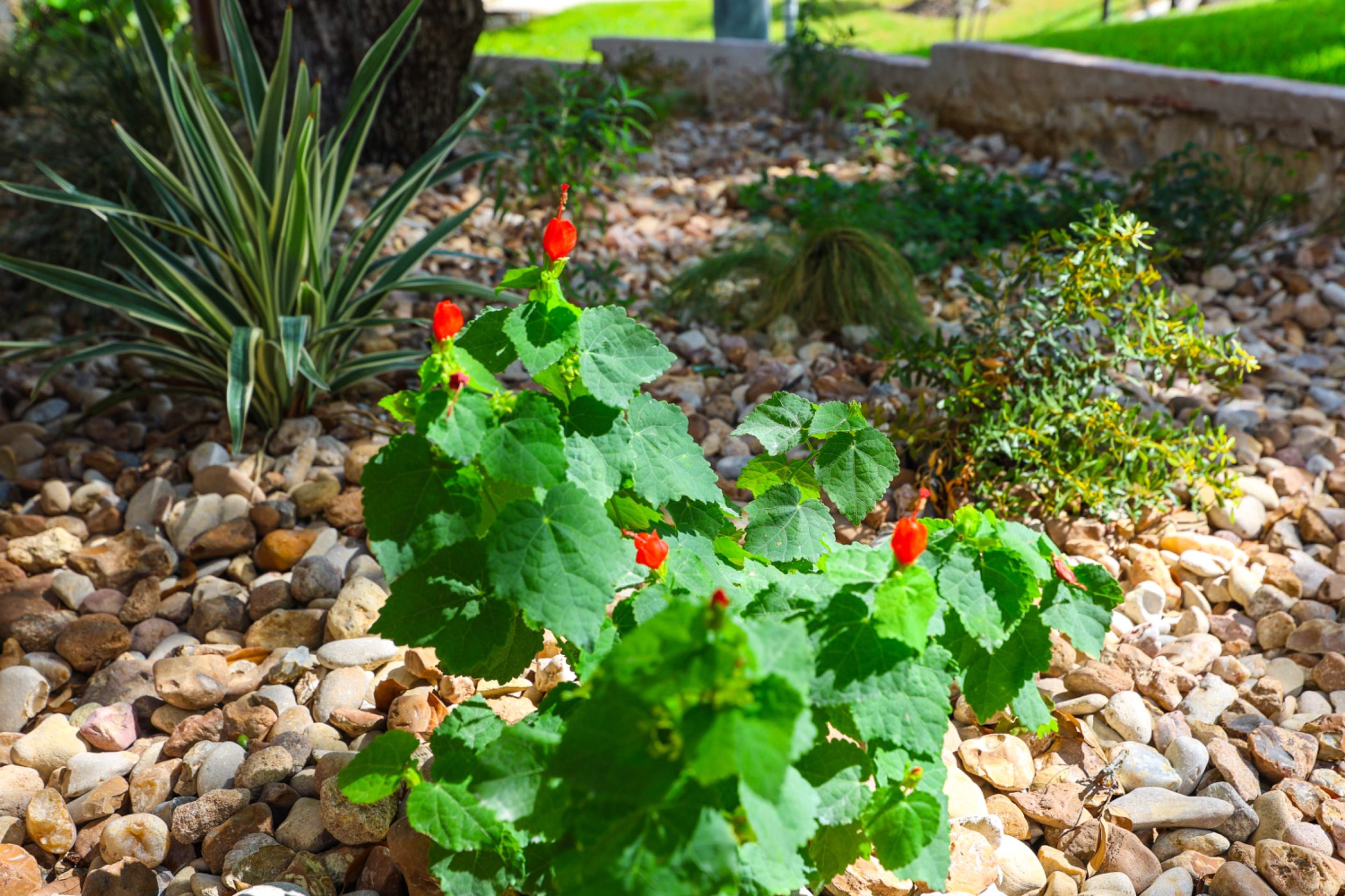 Stone Oak - San Antonio, TX by Hole In One Lawns, LLC