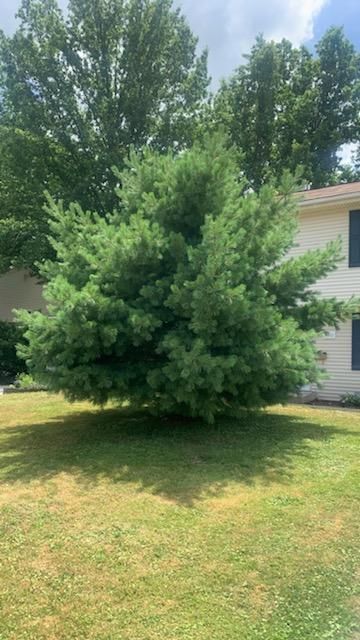 Tree Removal using Tree Removal by Mike Jones & Sons Tree Service LLC 