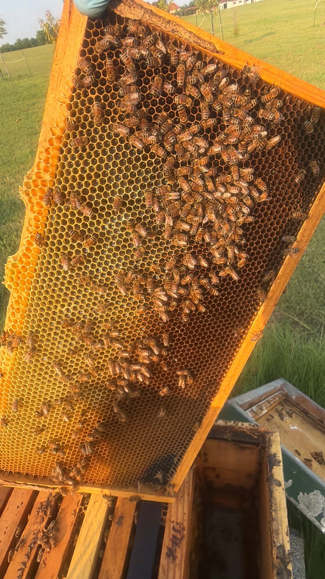 Double Family Property in Heath for Ag. Exemption by Rockwall Honey Bee Company