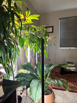 Indoor Plant and Lighting Setup for Phoenix Home Office