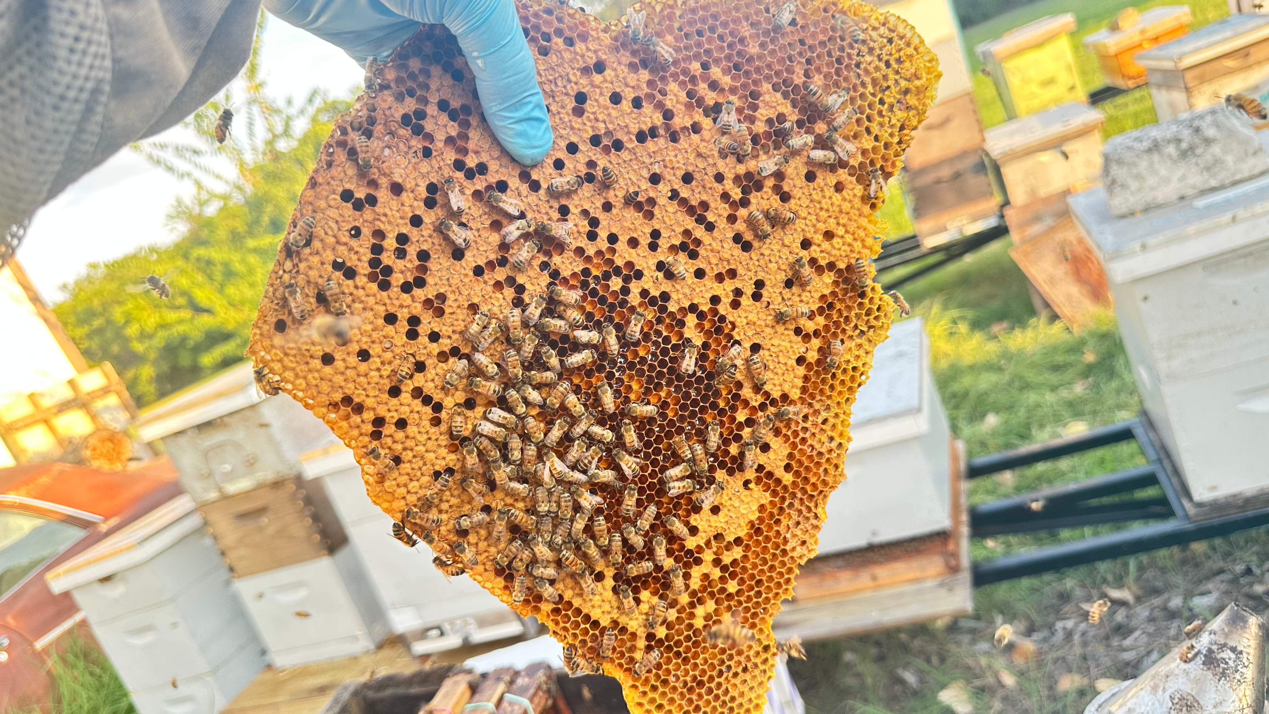 McSoffit by Rockwall Honey Bee Company