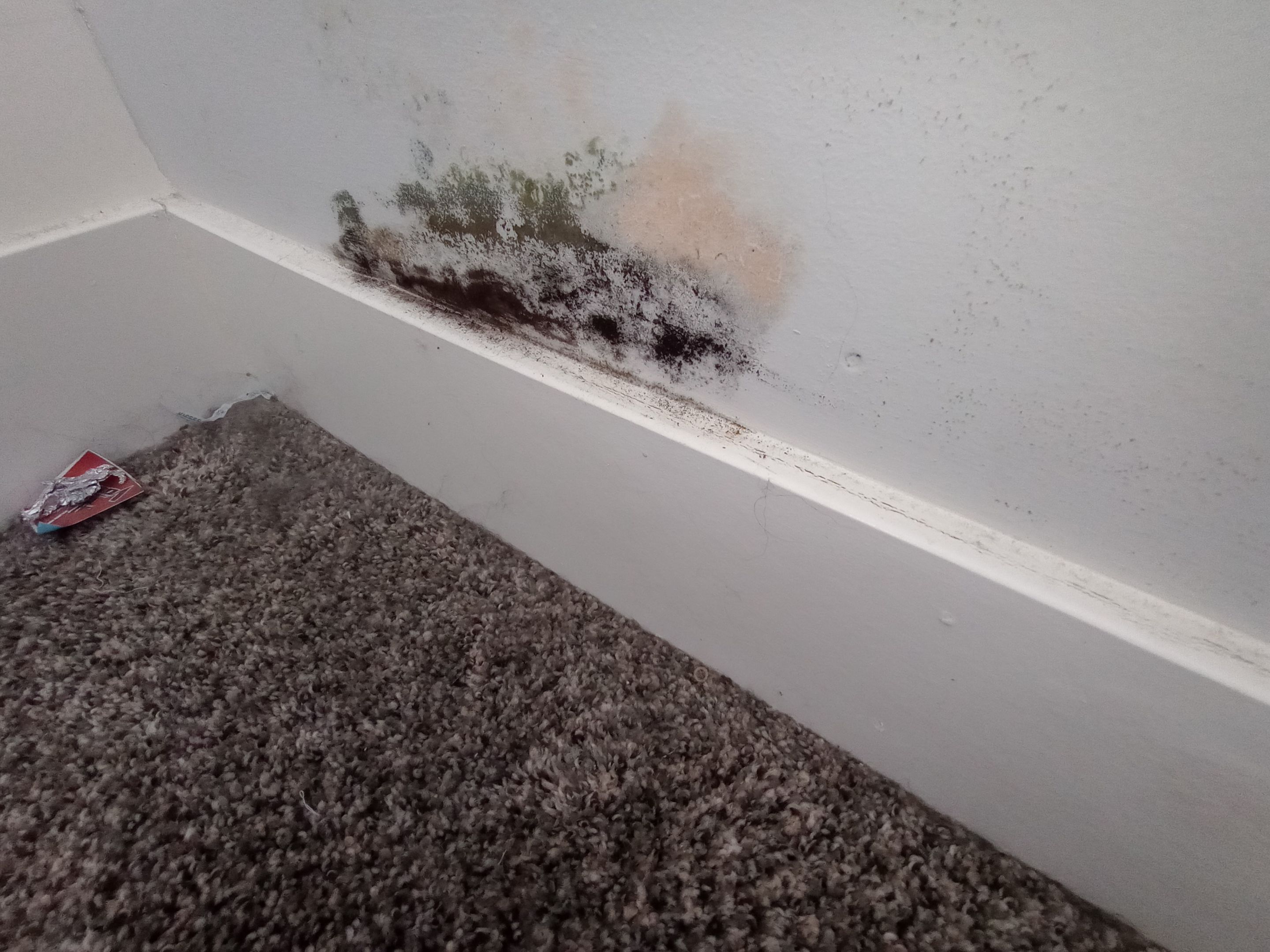 Mold Remediation in Jeffersonville, IN by ANR Restoration