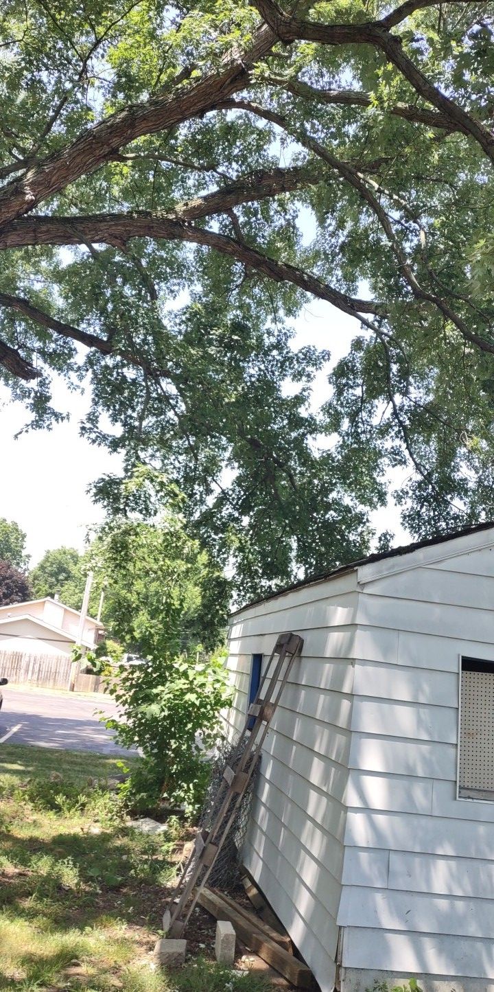 Tree Trimming using Tree Pruing by Mike Jones & Sons Tree Service LLC 