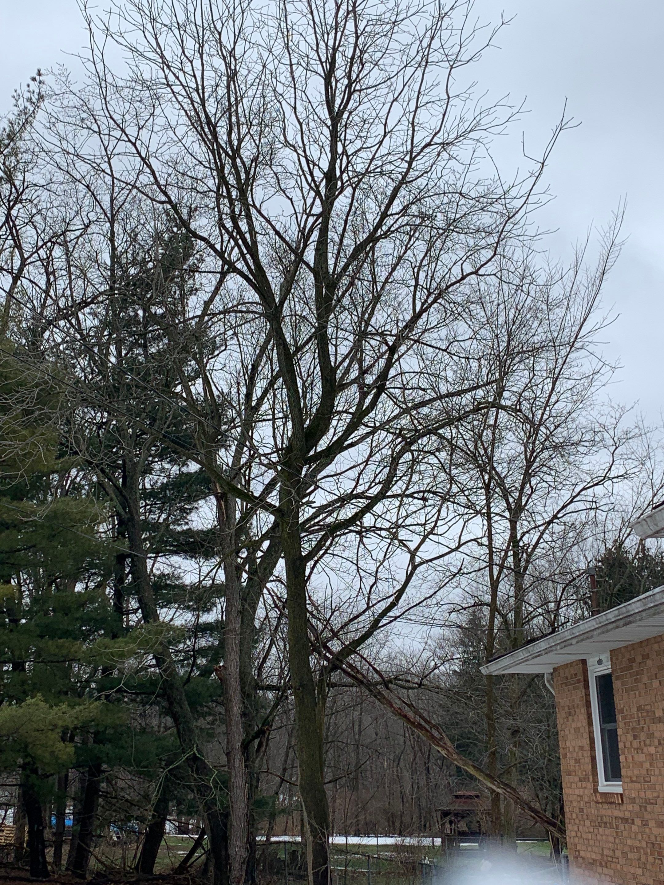 Tree Trimming using Tree Pruing by Mike Jones & Sons Tree Service LLC 